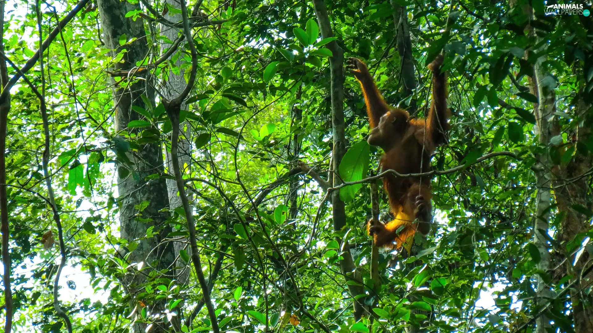 orangutan, tropical, Borneo, forest