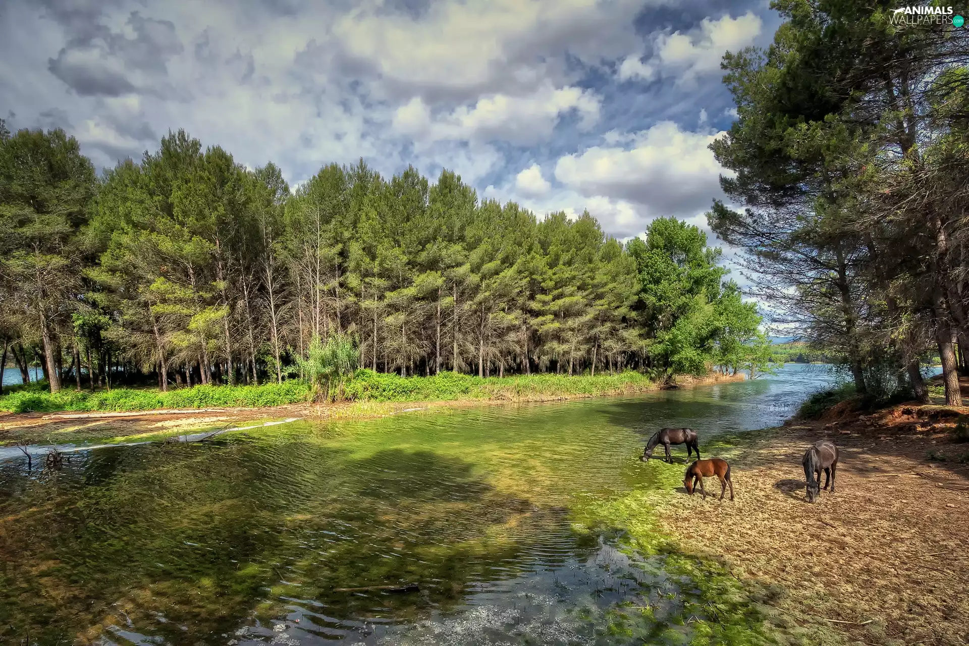 forest, bloodstock, River