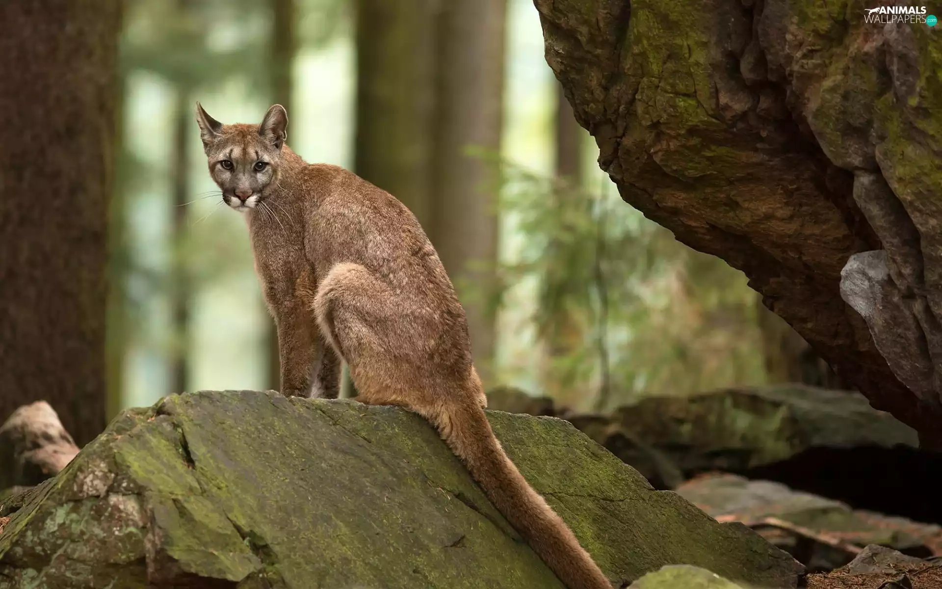 forest, cougar, rocks