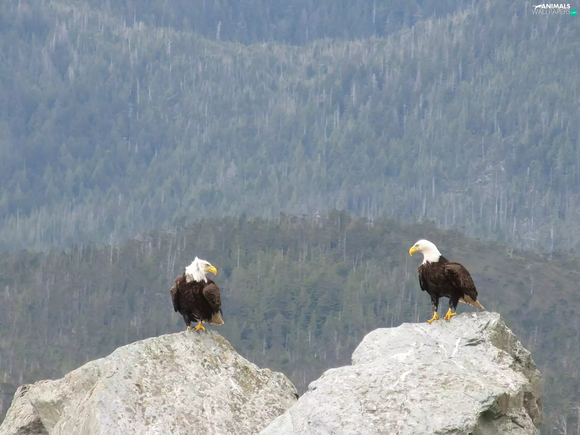 forest, Eagles, rocks