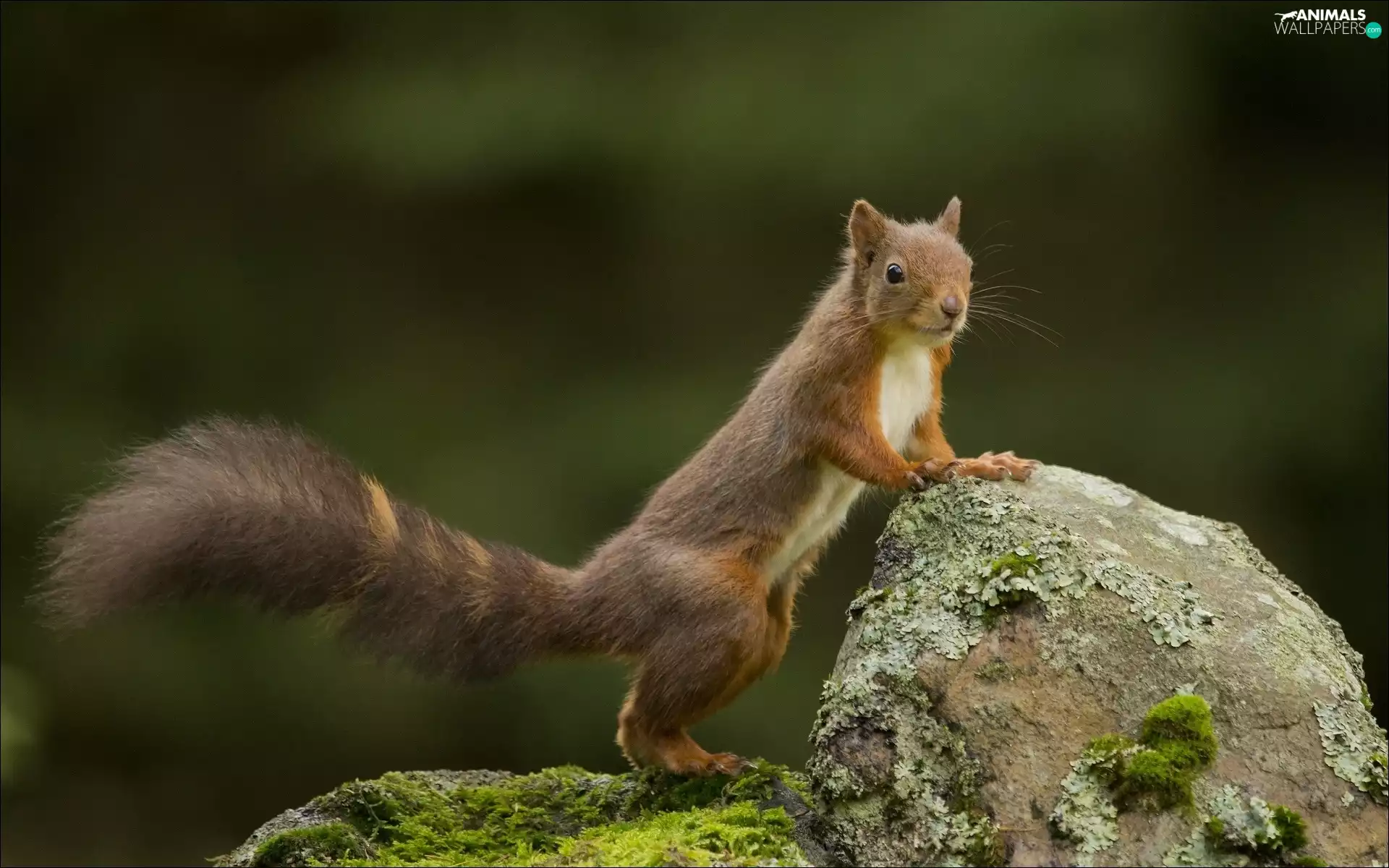 forest, squirrel, Rocks
