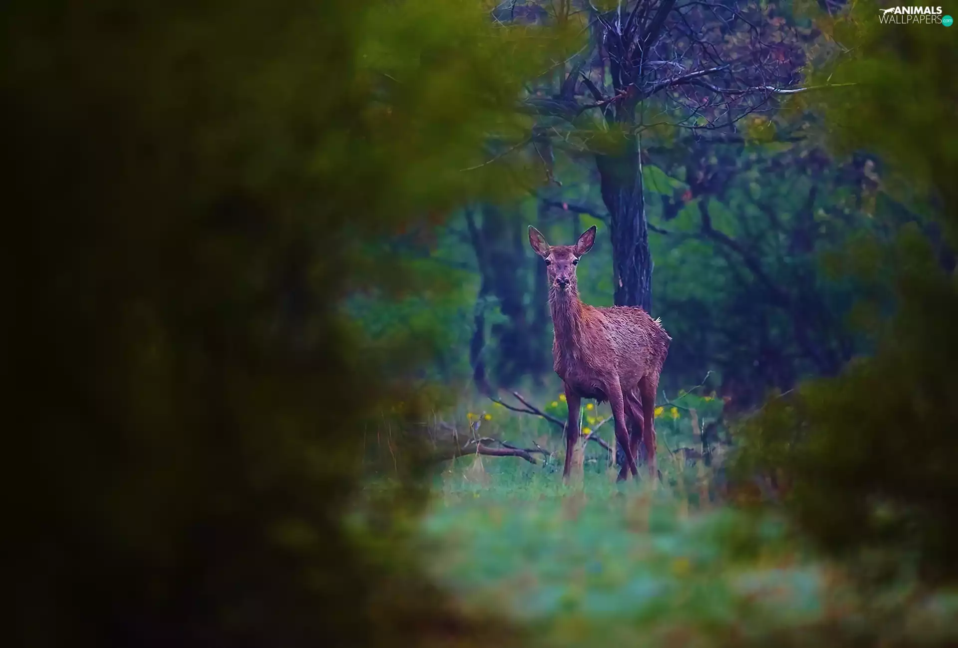 roe, trees, viewes, forest