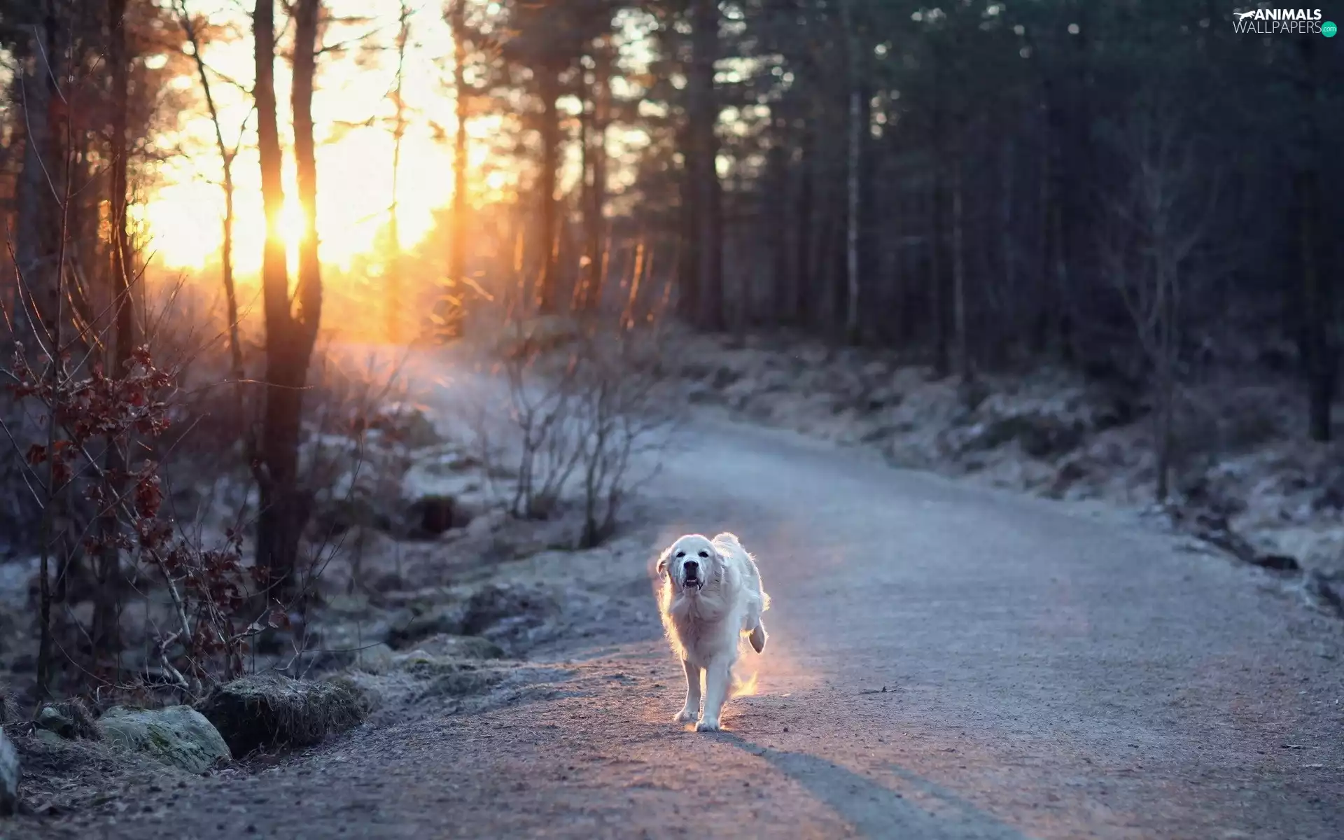 sun, forest, running, dog, Way