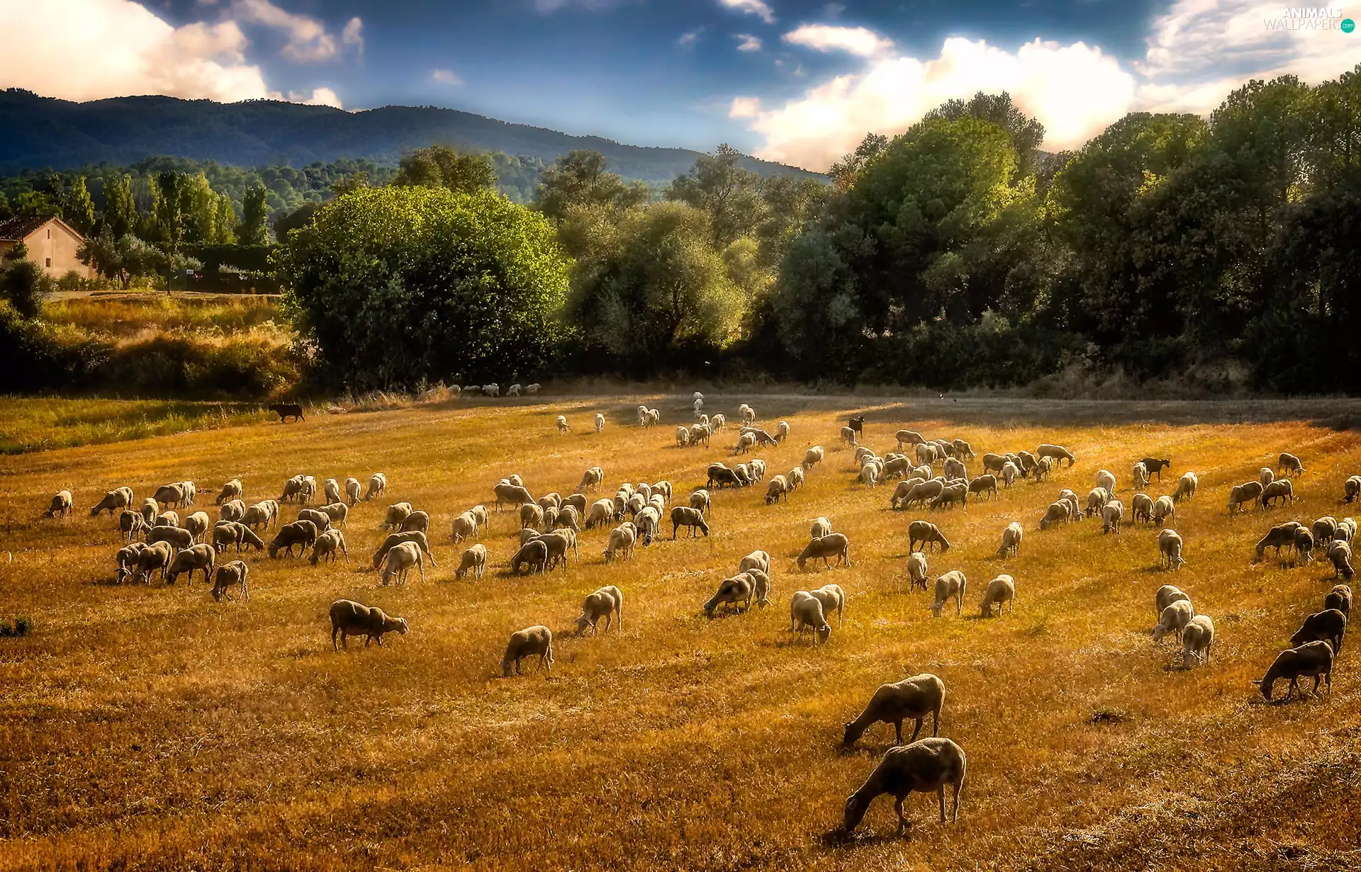 pasture, rams, Mountains, forest, Meadow, Sheep