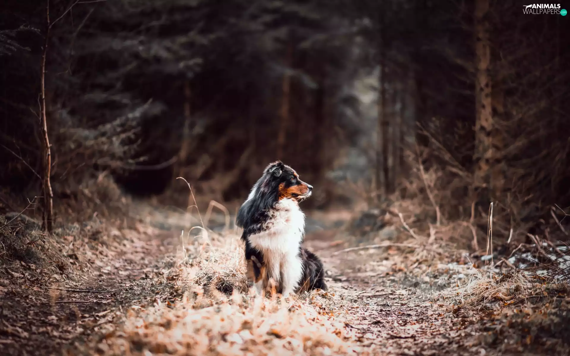 Australian Shepherd, Way, forest, Australian Shepherd