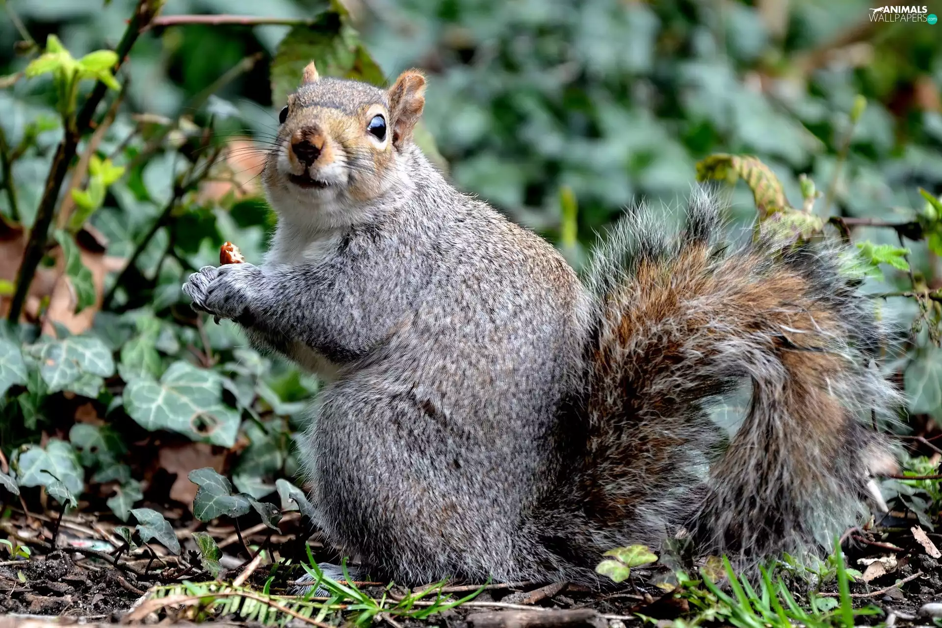 squirrel, Leaf, autumn, forest