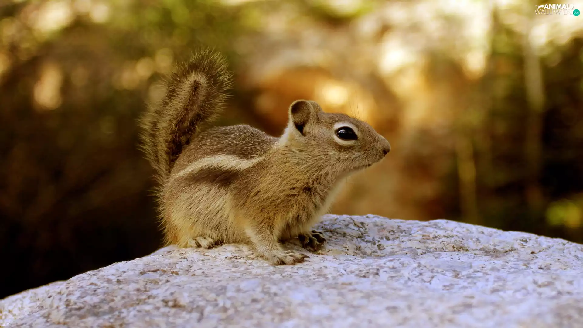 Rocks, forest, squirrel, Spadefoot, Chipmunk