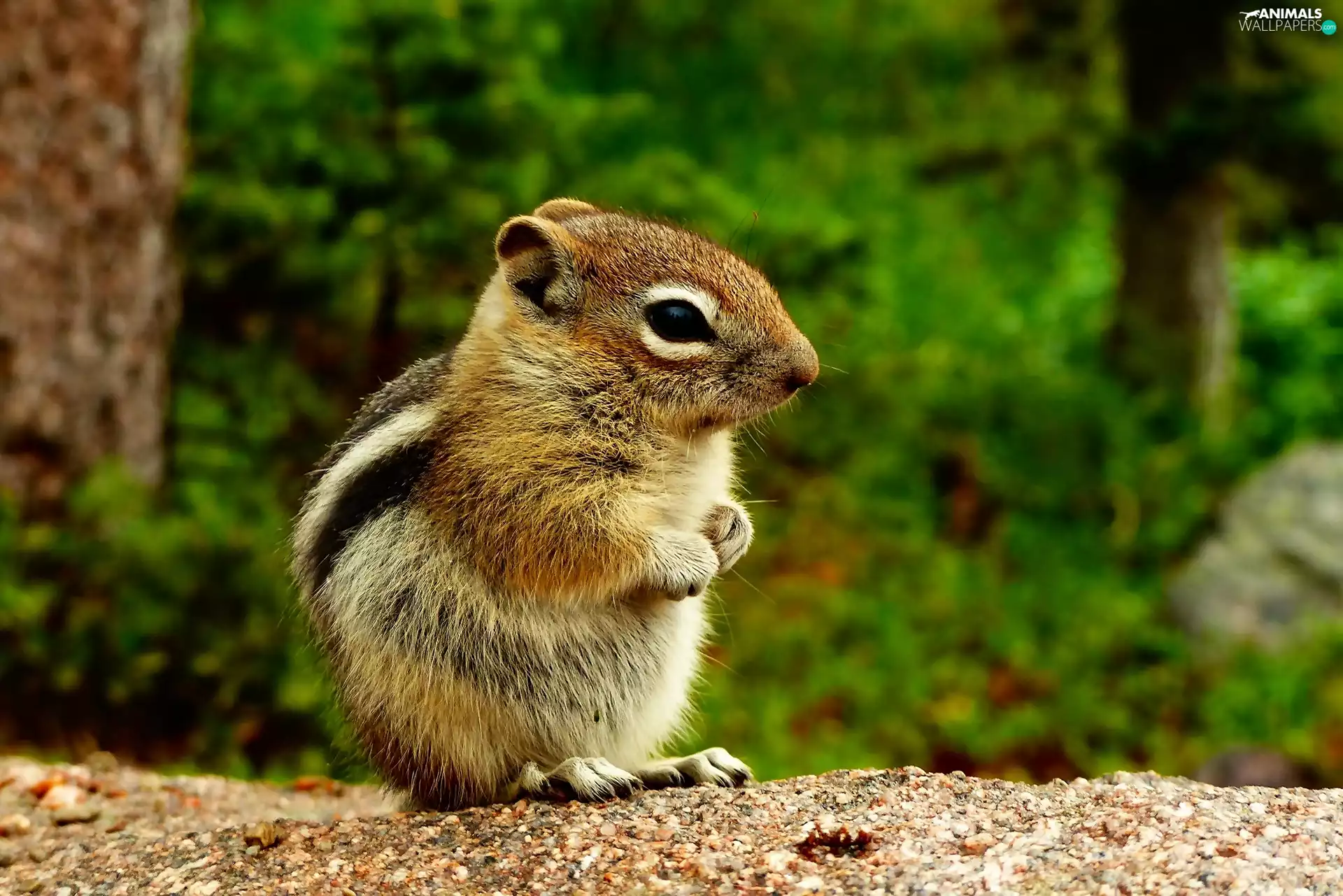 forest, Chipmunk, squirrel