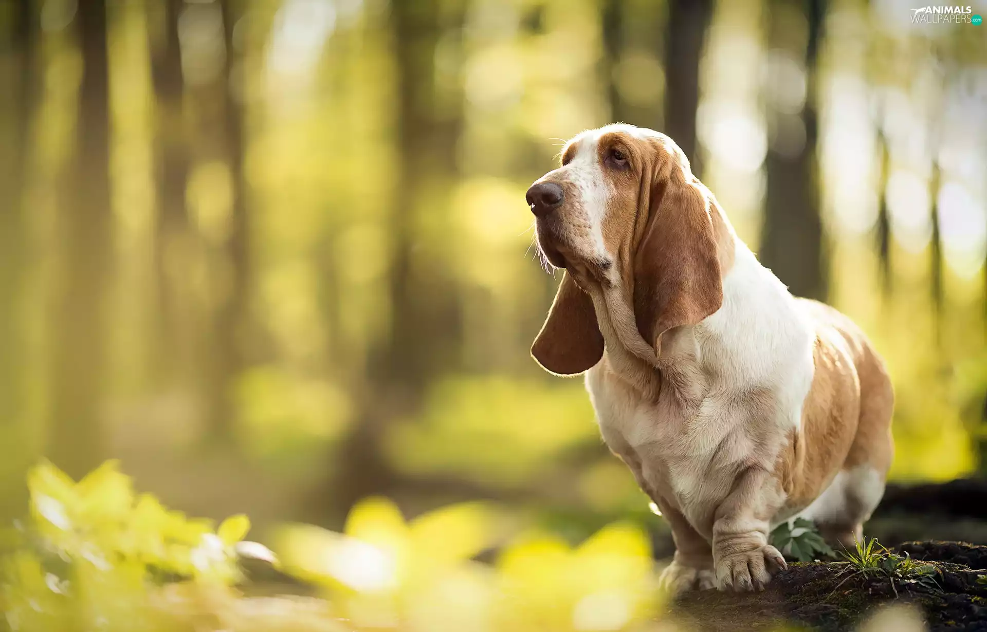 stump, Basset Hound, forest