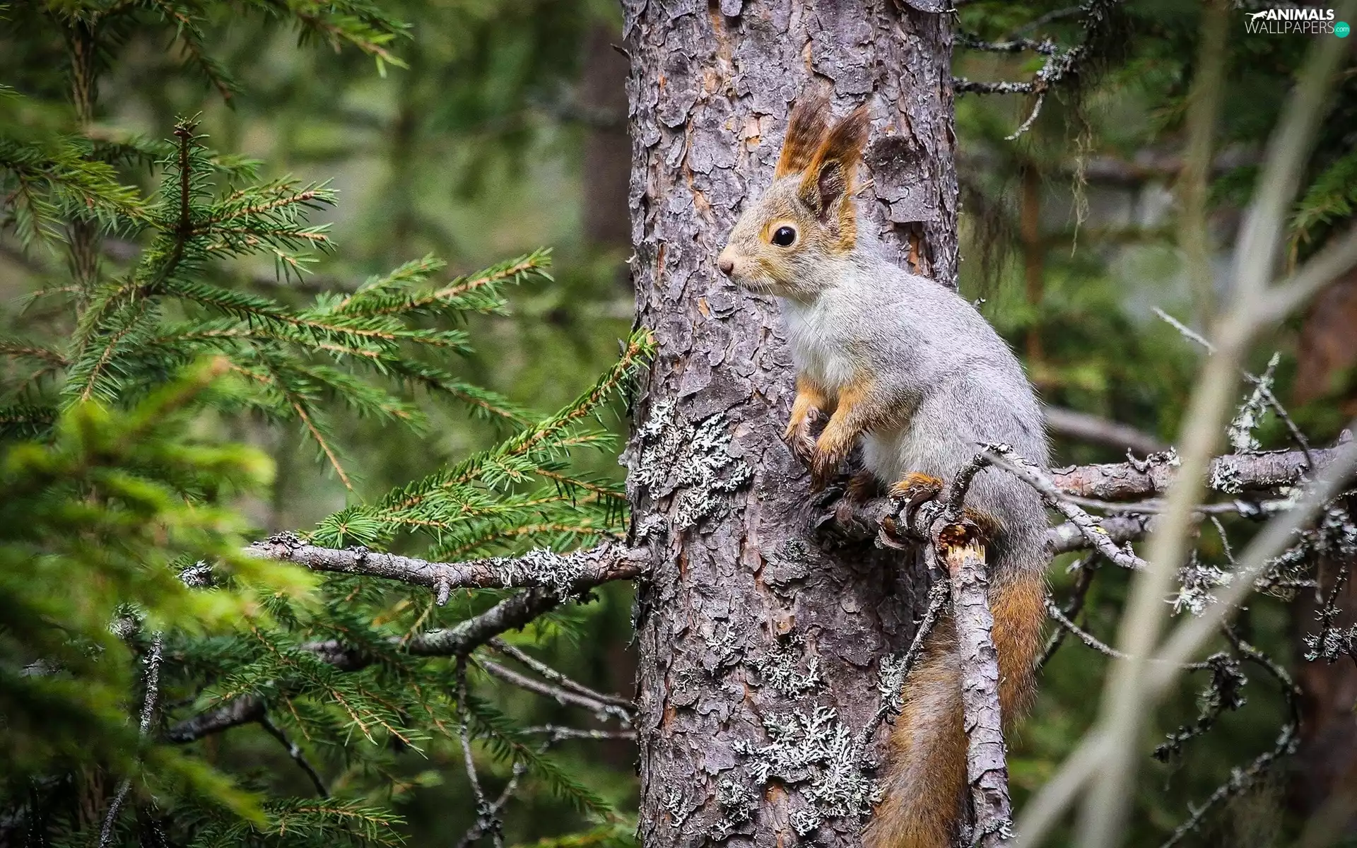 forest, squirrel, trees