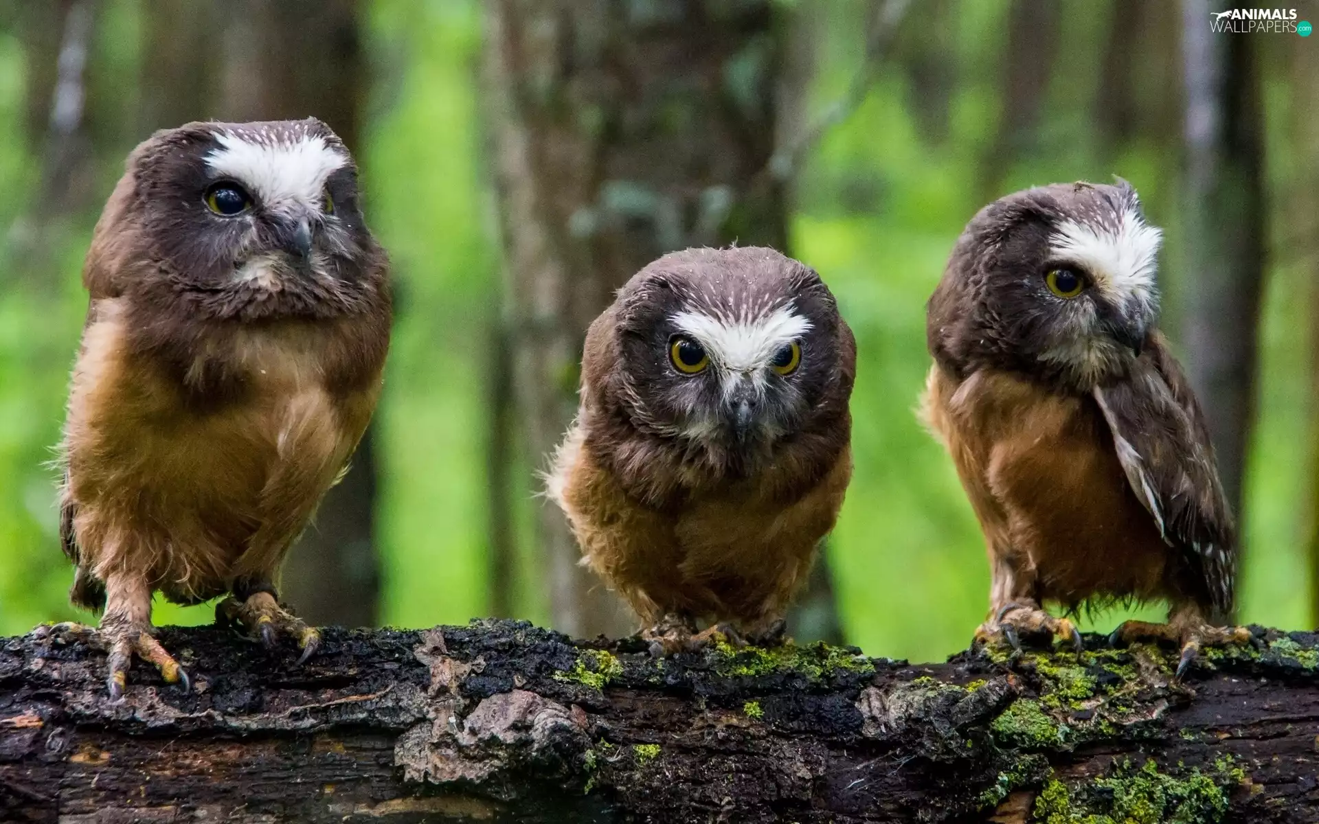 forest, Tengmalm, trees
