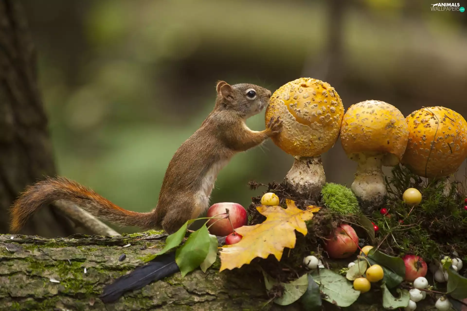 Autumn, squirrel, toadstools, forest, wrestling, trees