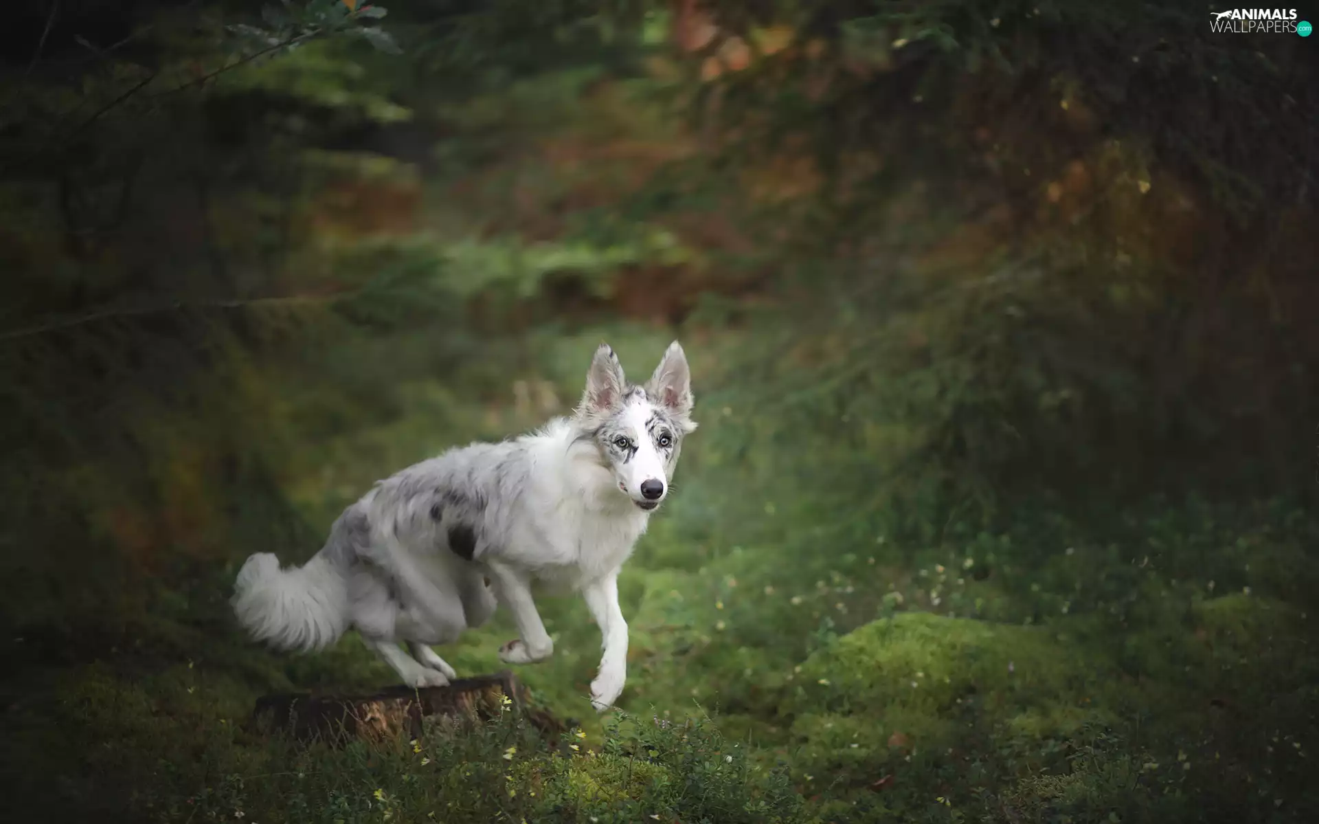 trunk, Border Collie, forest