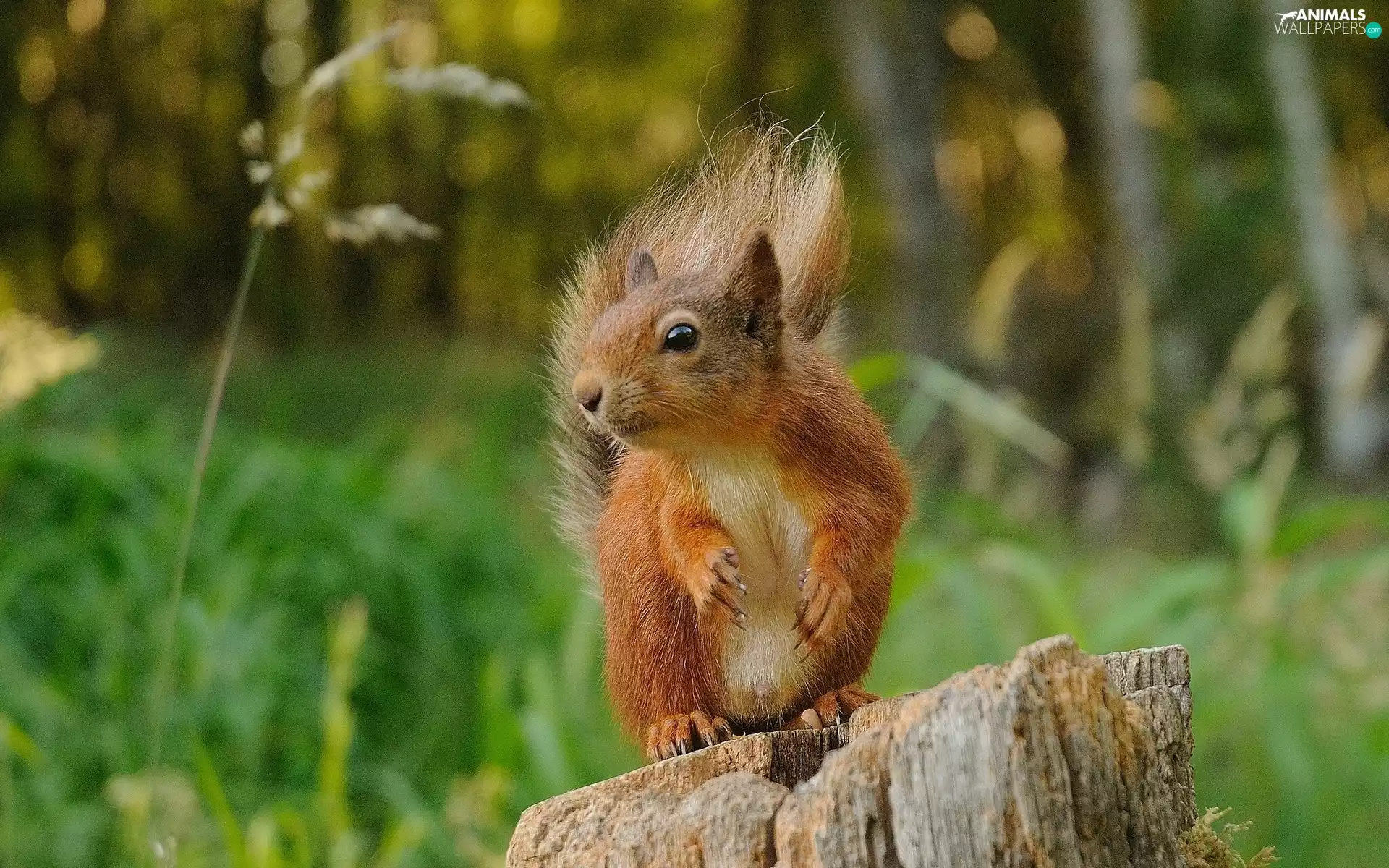 viewes, forest, trunk, trees, squirrel