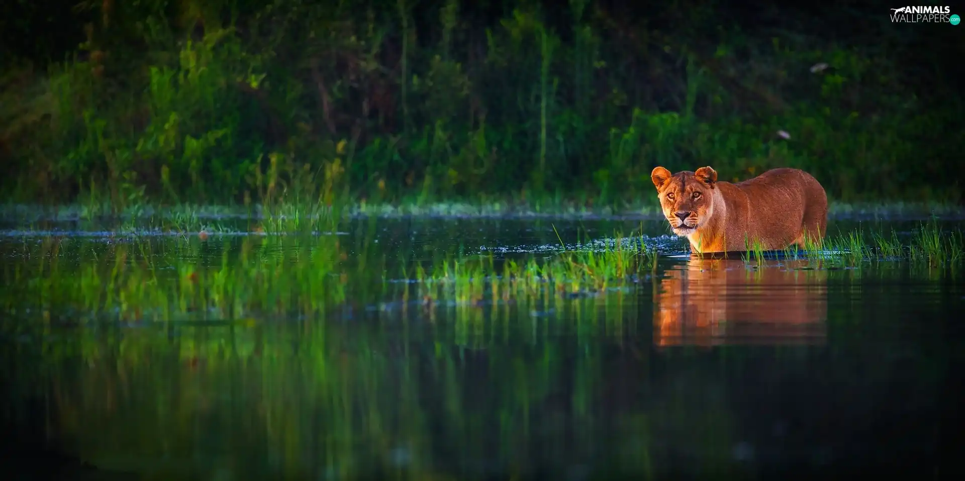 forest, Lioness, water