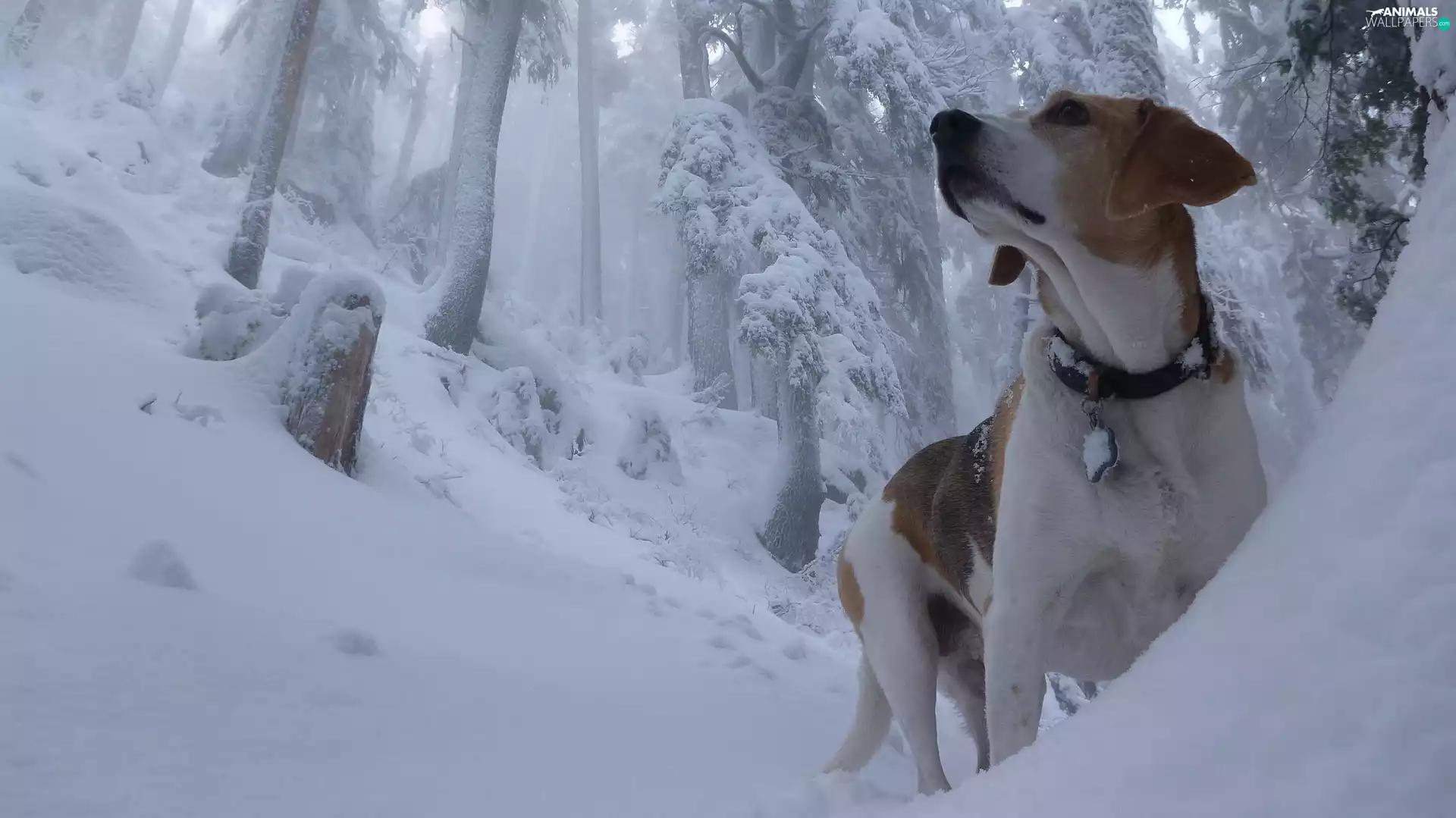 forest, Beagle, winter