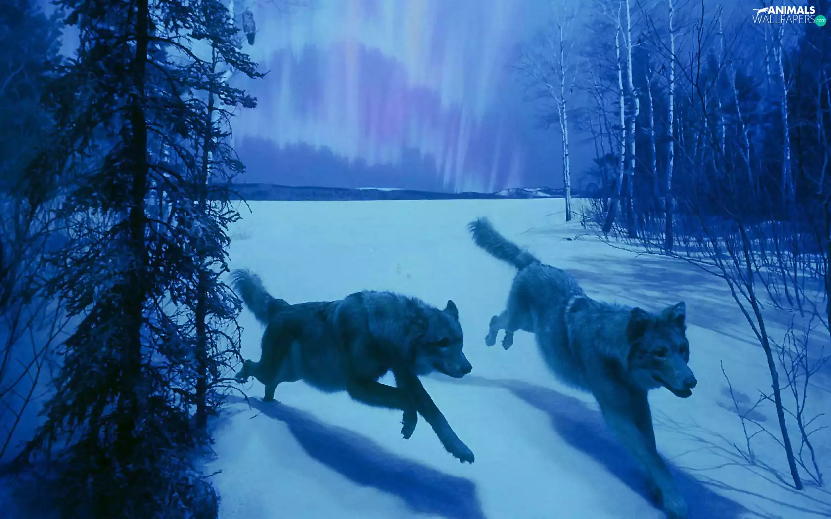 winter, wolves, snow, forest