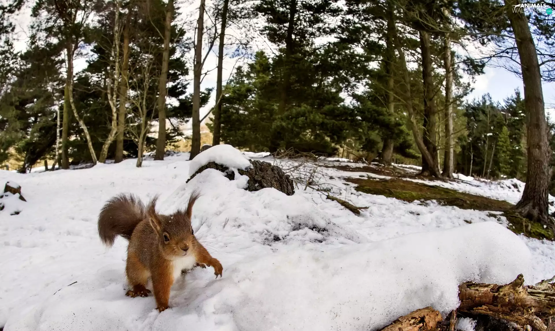 forest, squirrel, winter