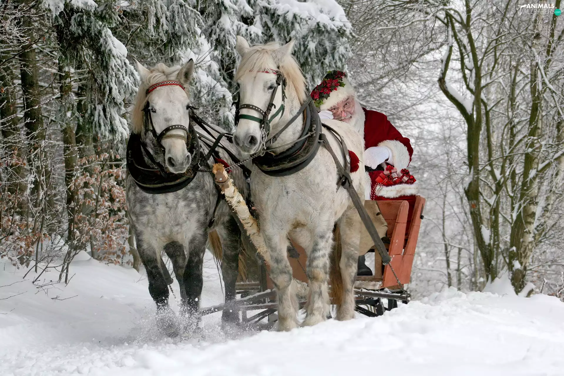 sleigh, Thanksgiving, winter, forest, bloodstock, Santa Claus