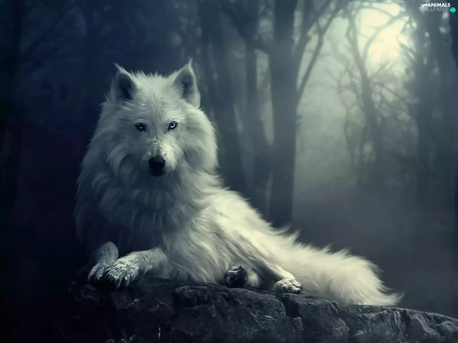 forest, White, Wolf
