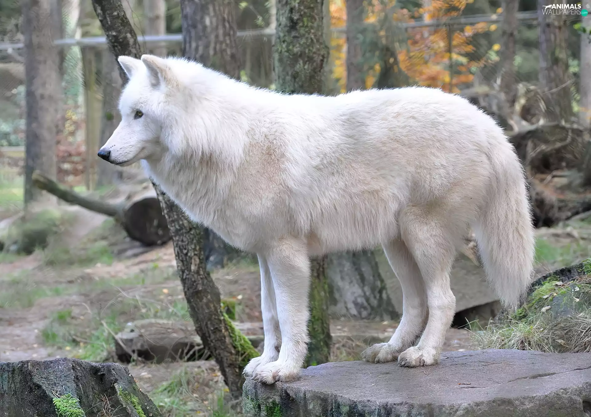 forest, White, Wolf