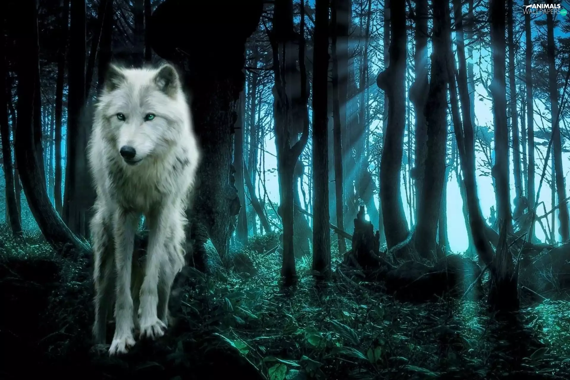forest, Wolf