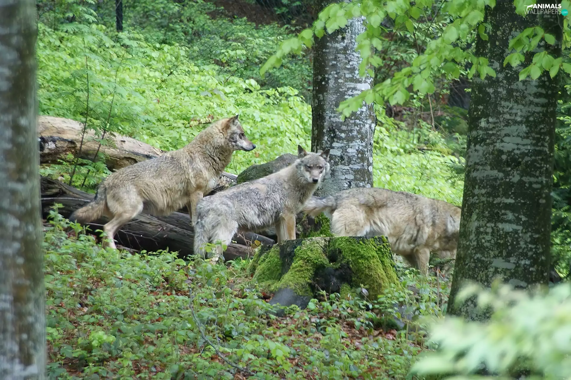 forest, Grey, wolves