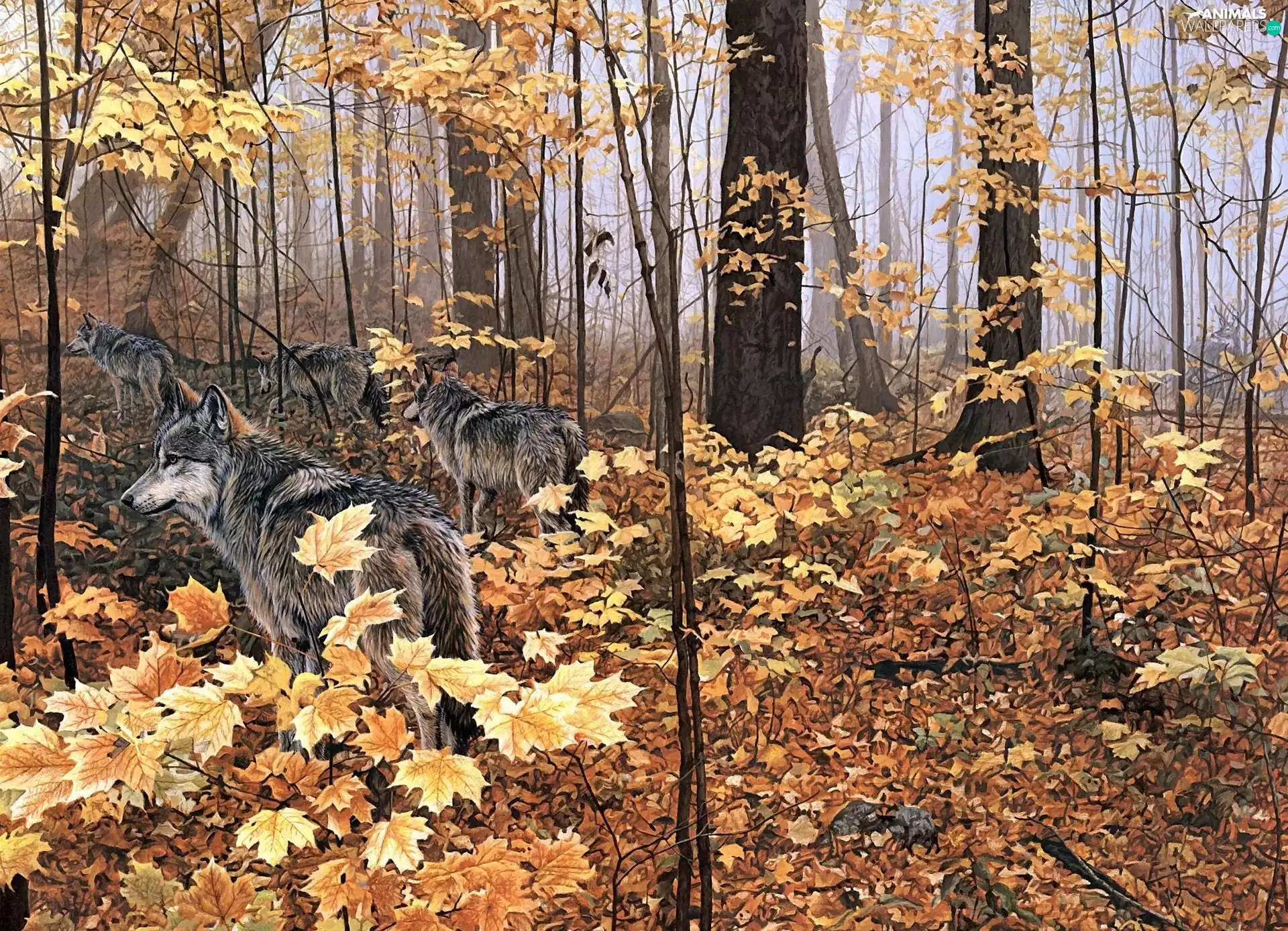 wolves, Yellow, Leaf, forest