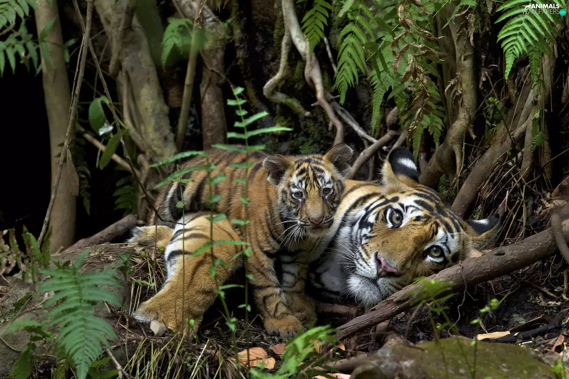 forest, tigress, young