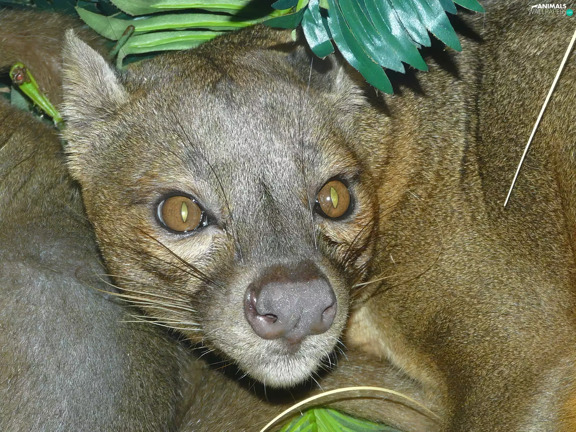 Fossa, Eyes