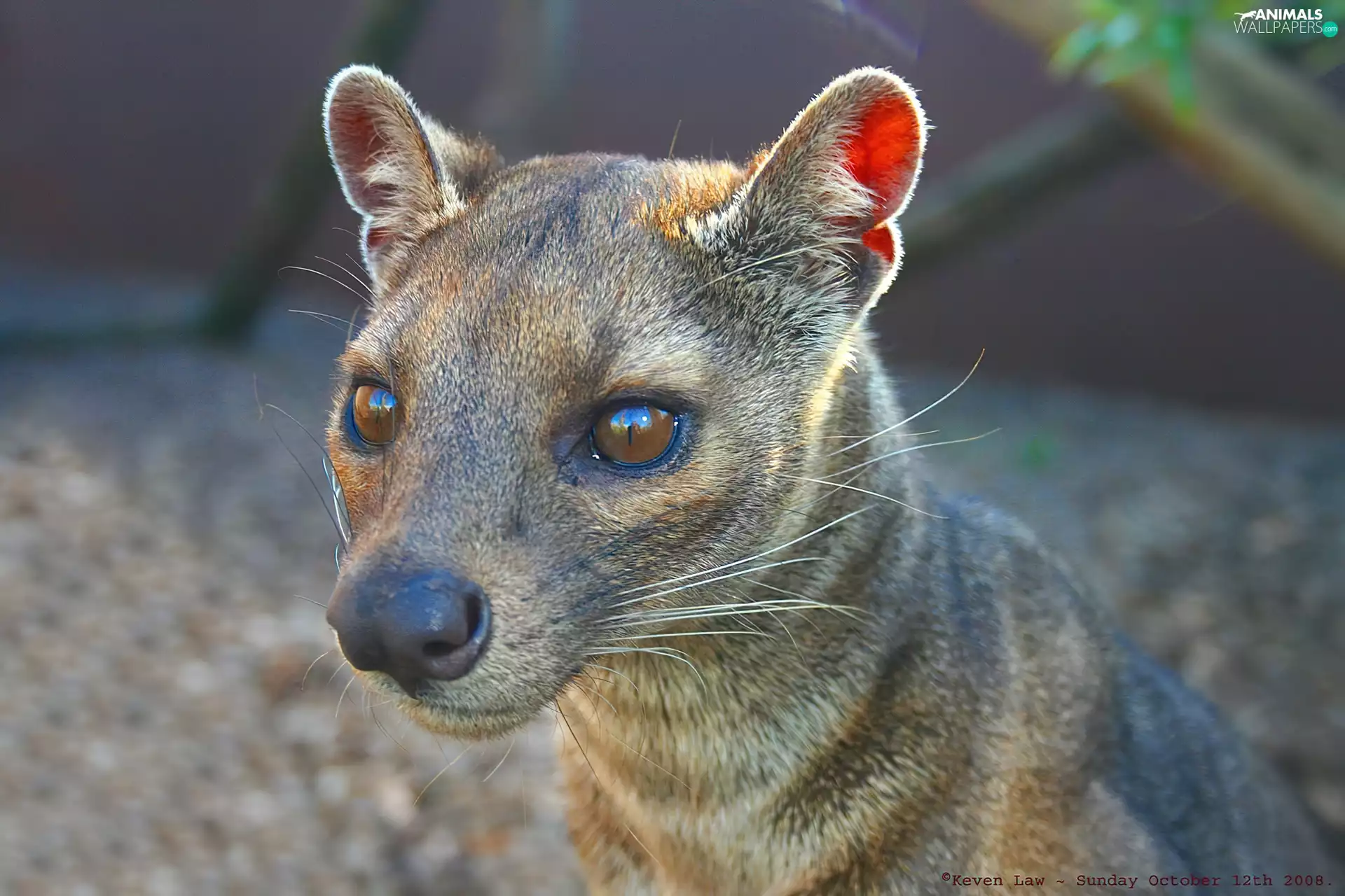 Fossa