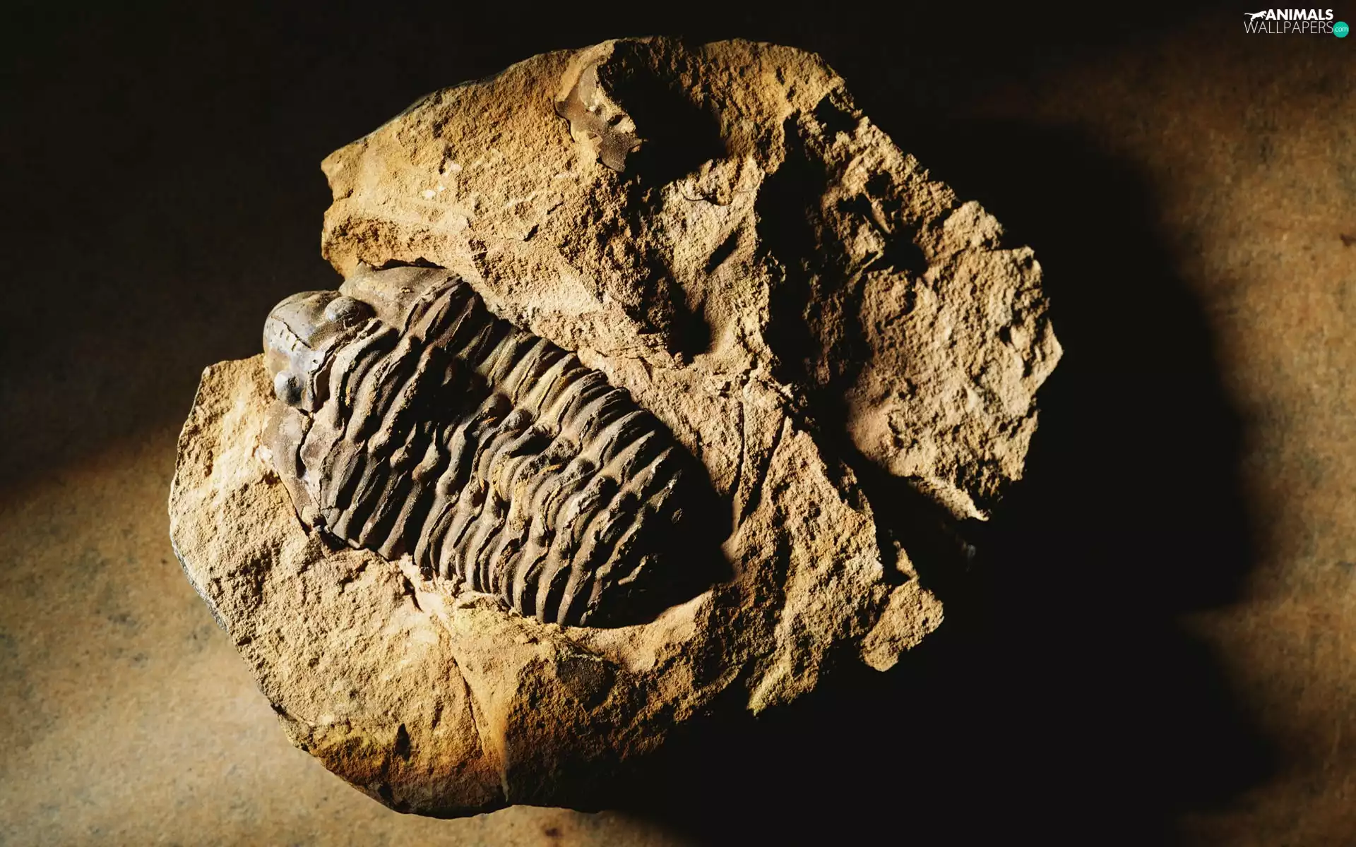 fossil