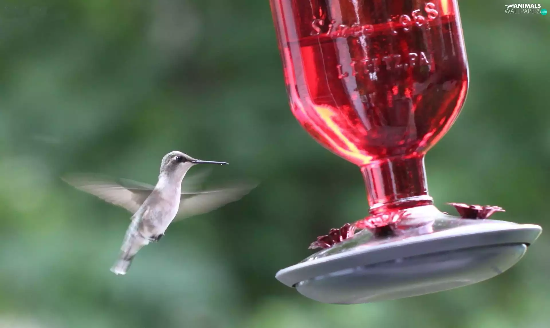 drinking fountain, humming-bird, Red