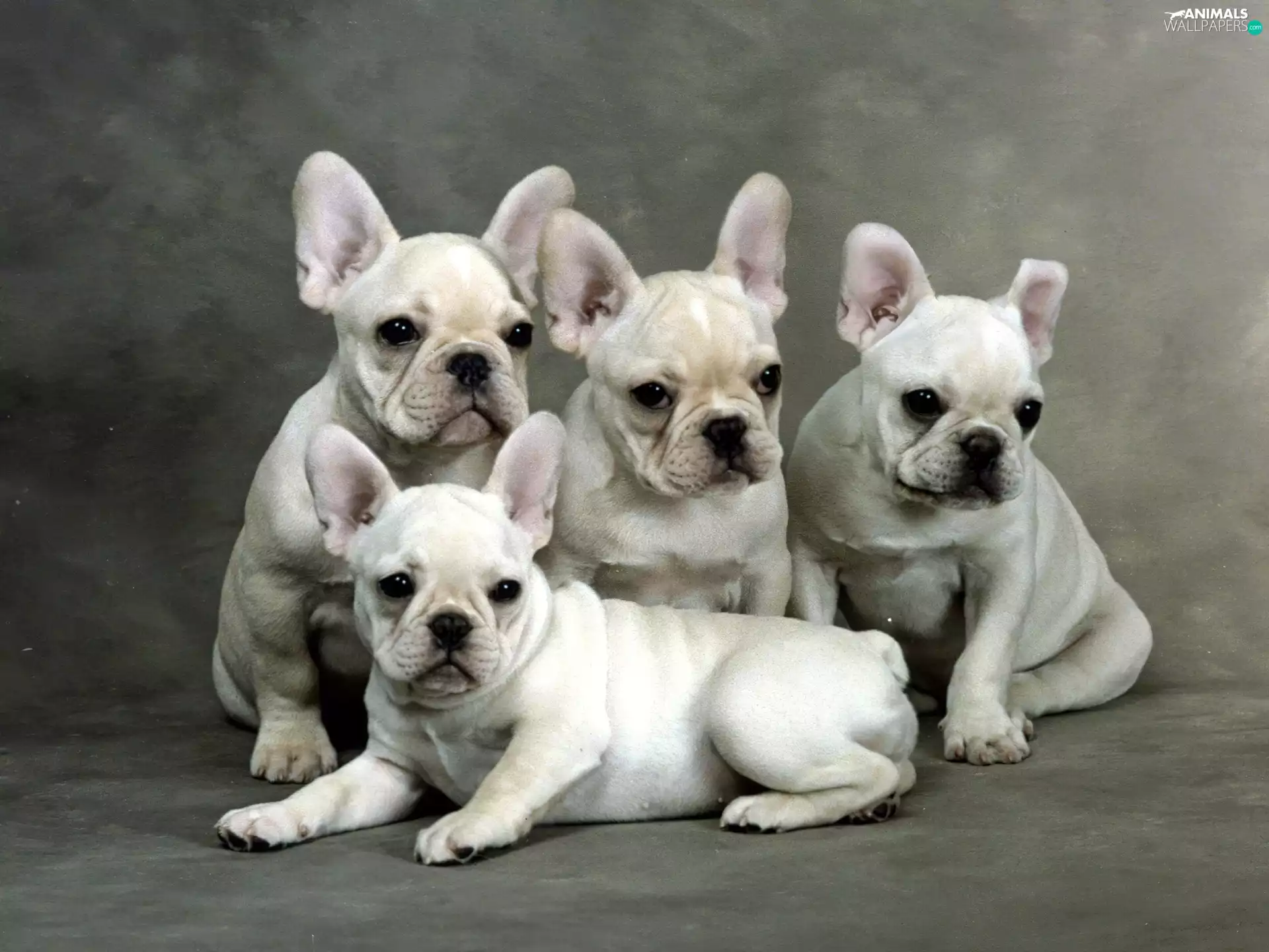 four, French Bulldogs