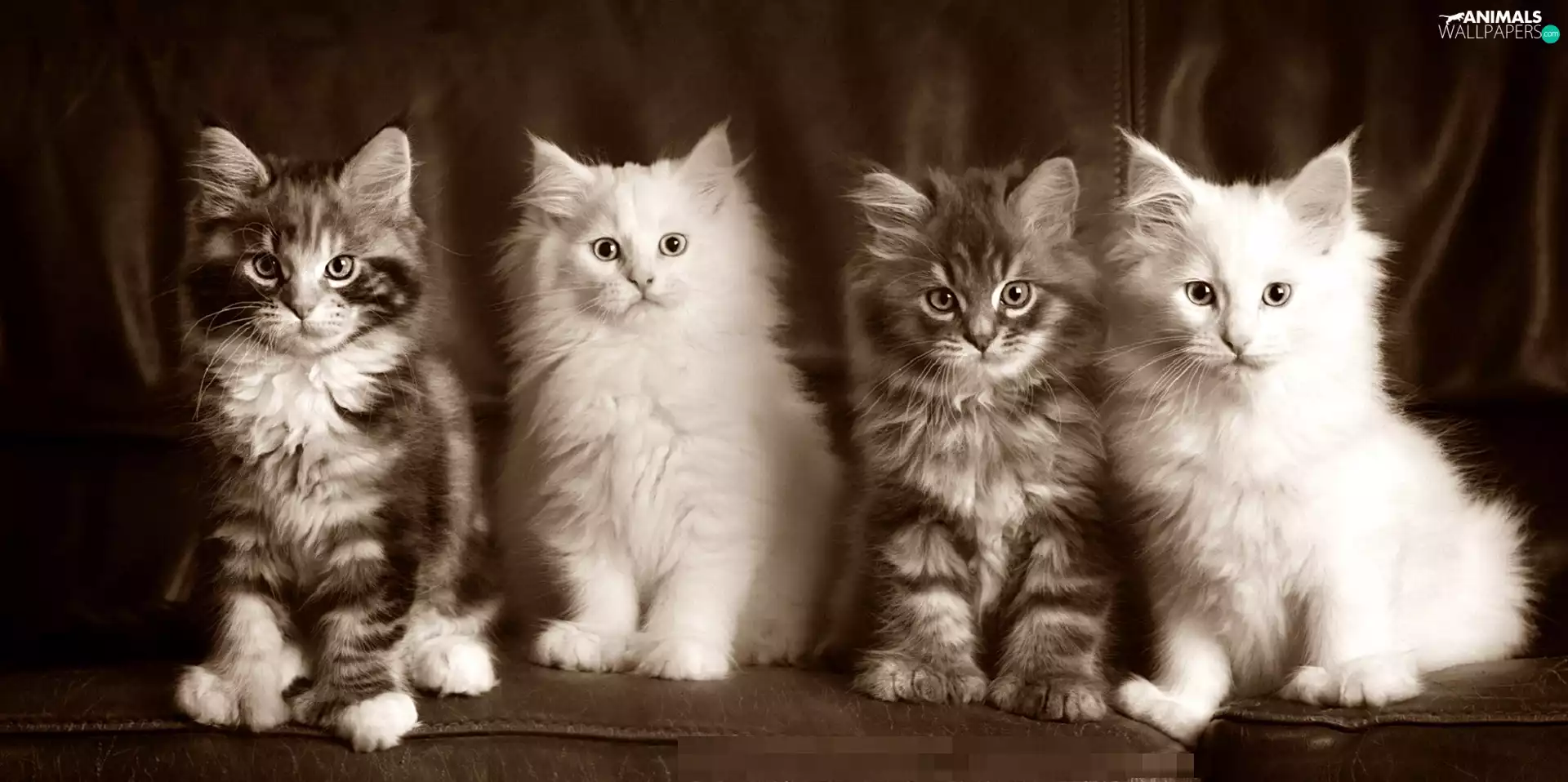 four, cats