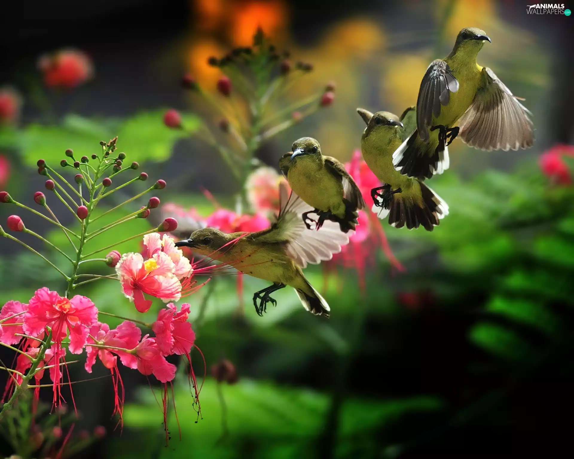 hummingbirds, Colourfull Flowers, four