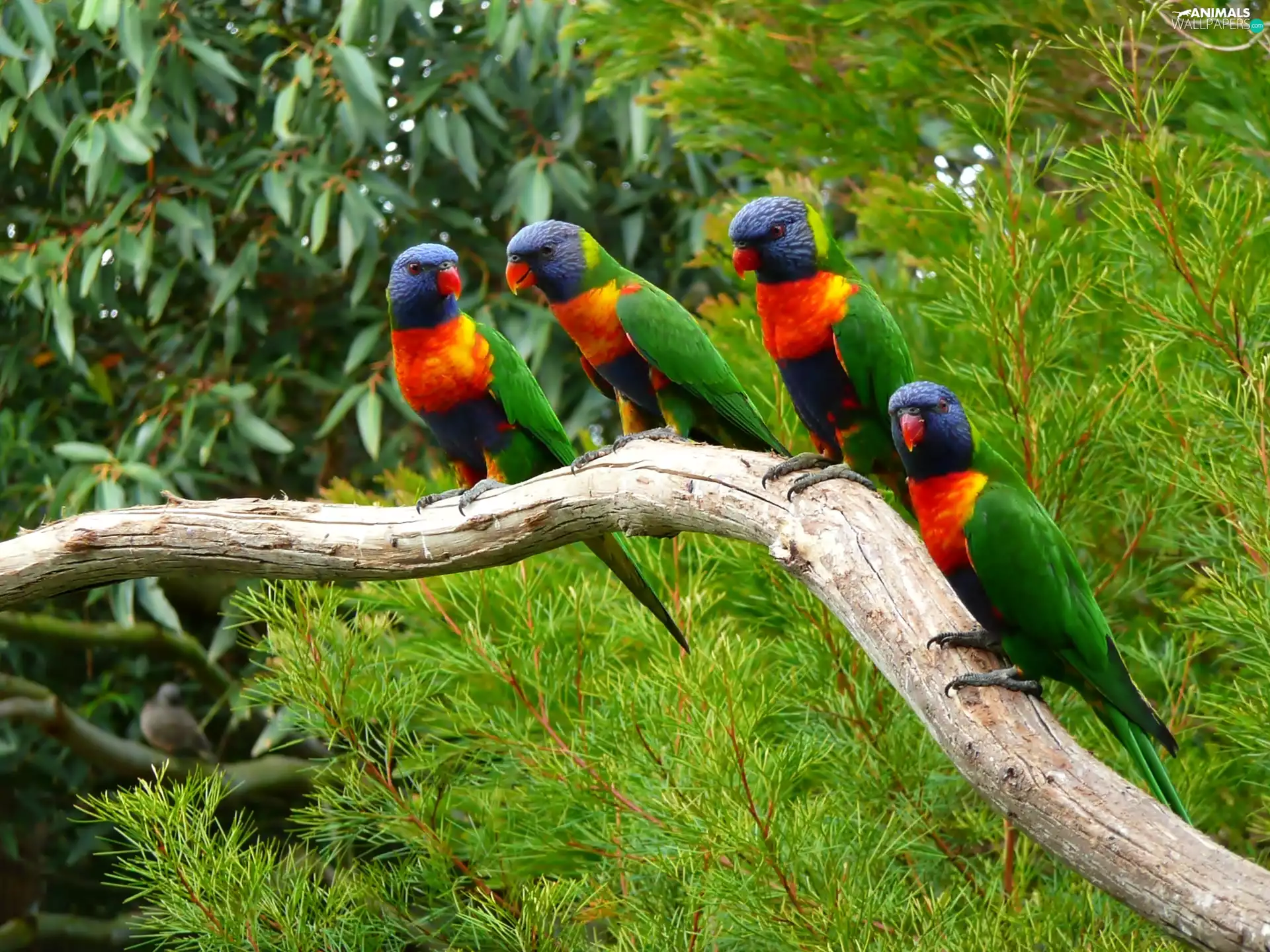 viewes, Lod on the beach, Parrots, trees, four