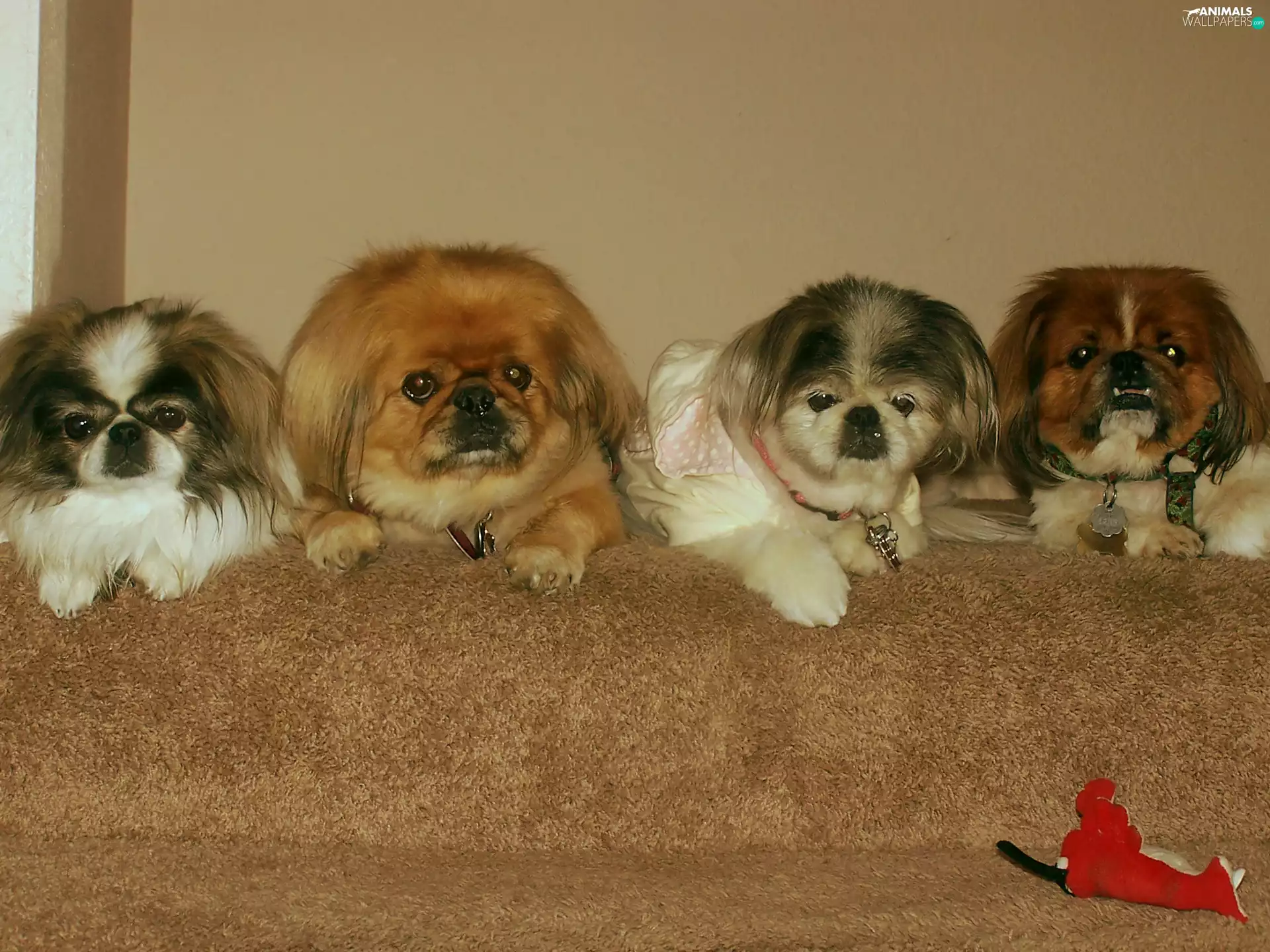 four, pekingese