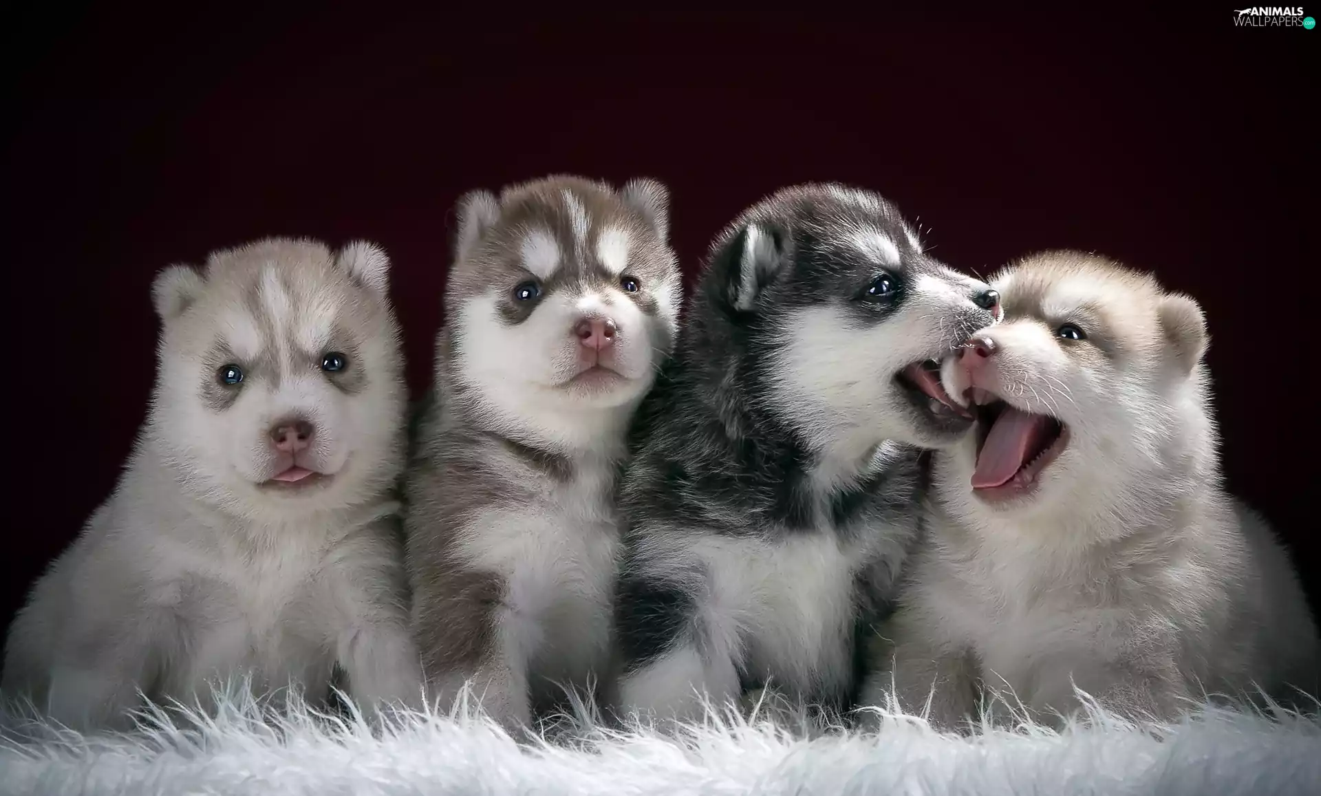 four, puppies