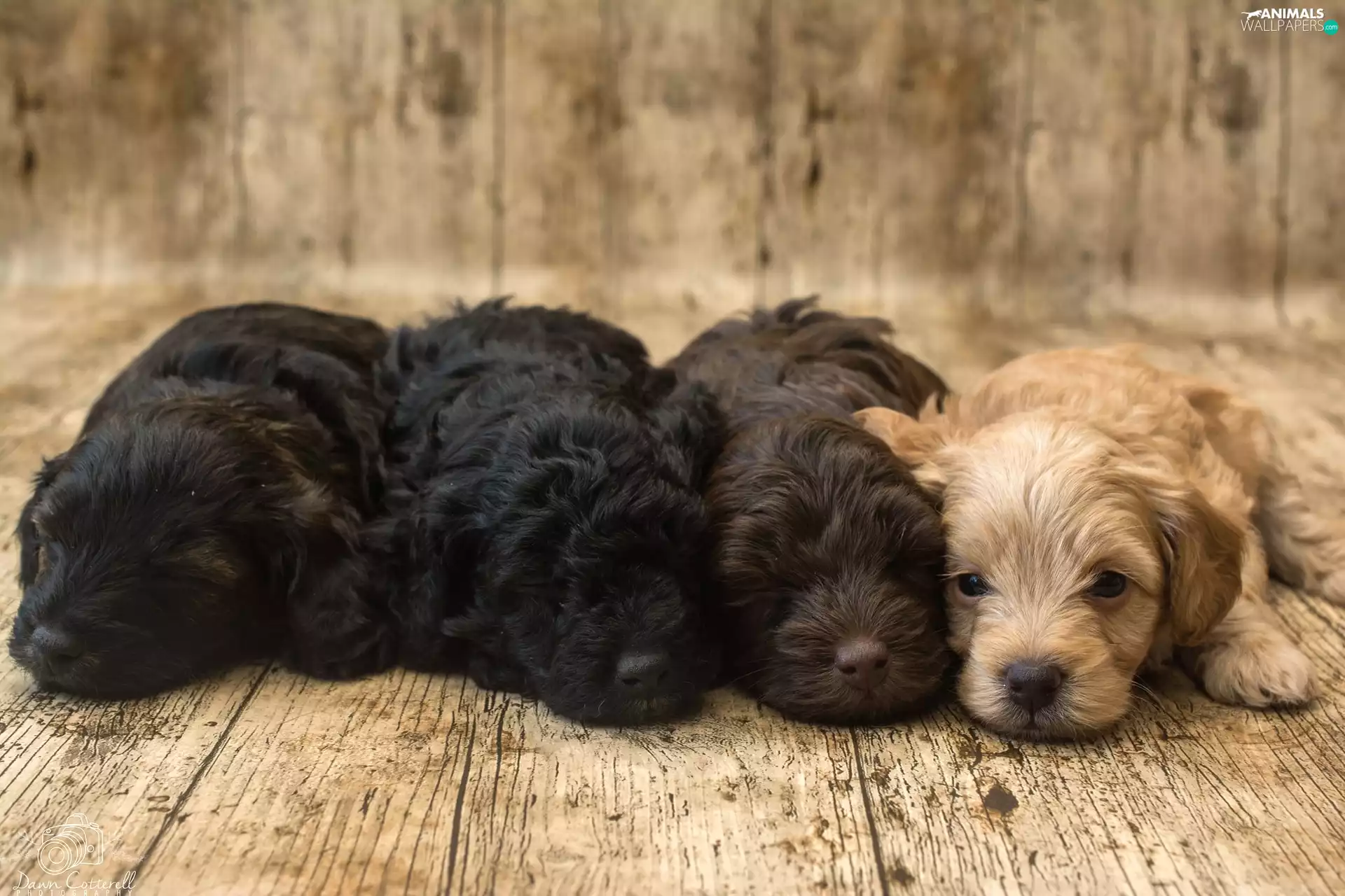 four, Puppies