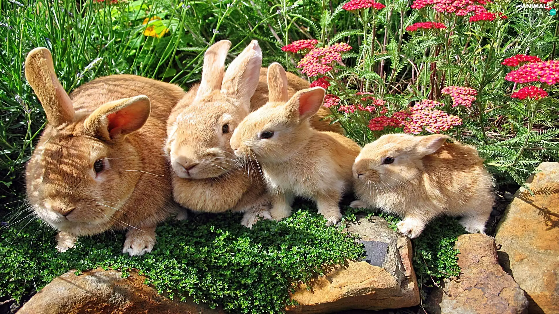 four, rabbits