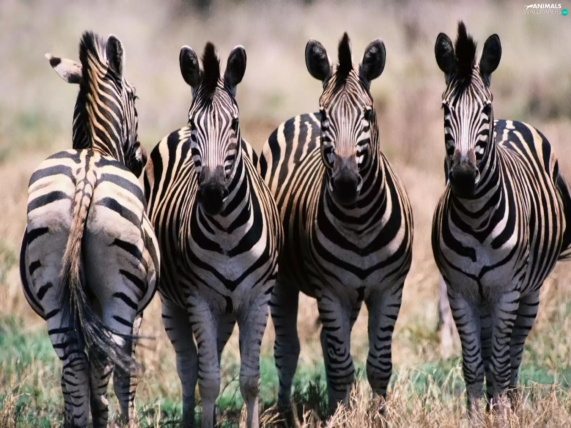 four, zebra