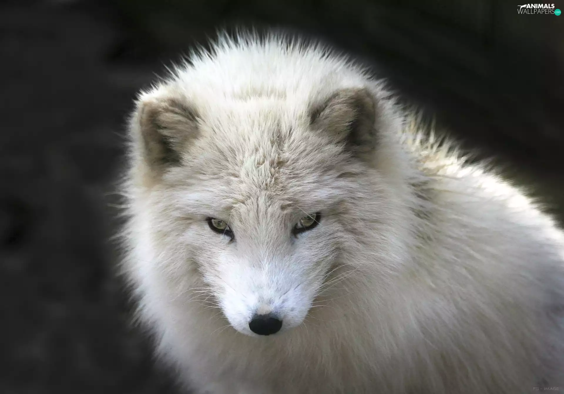 Arctic Fox, White, Fox