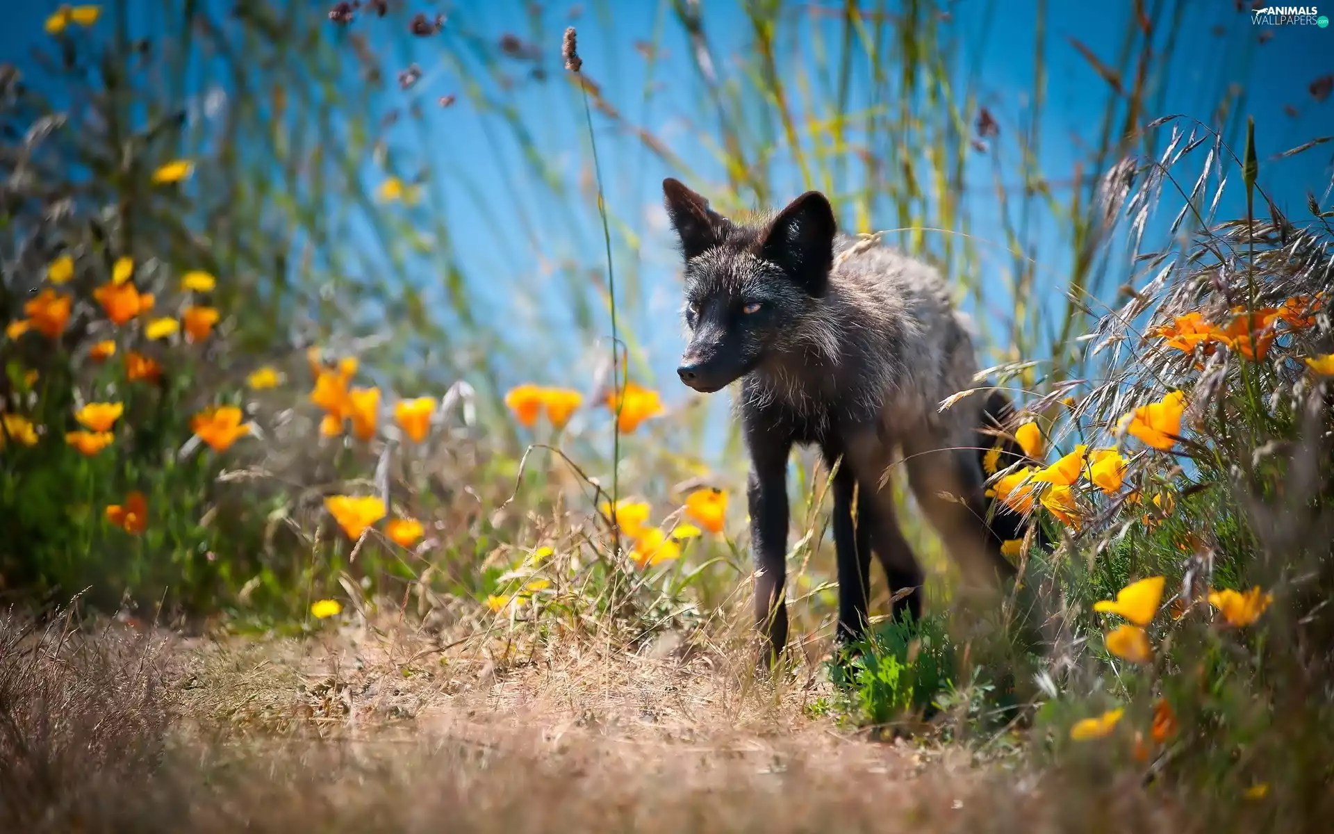Black, Meadow, Flowers, fox