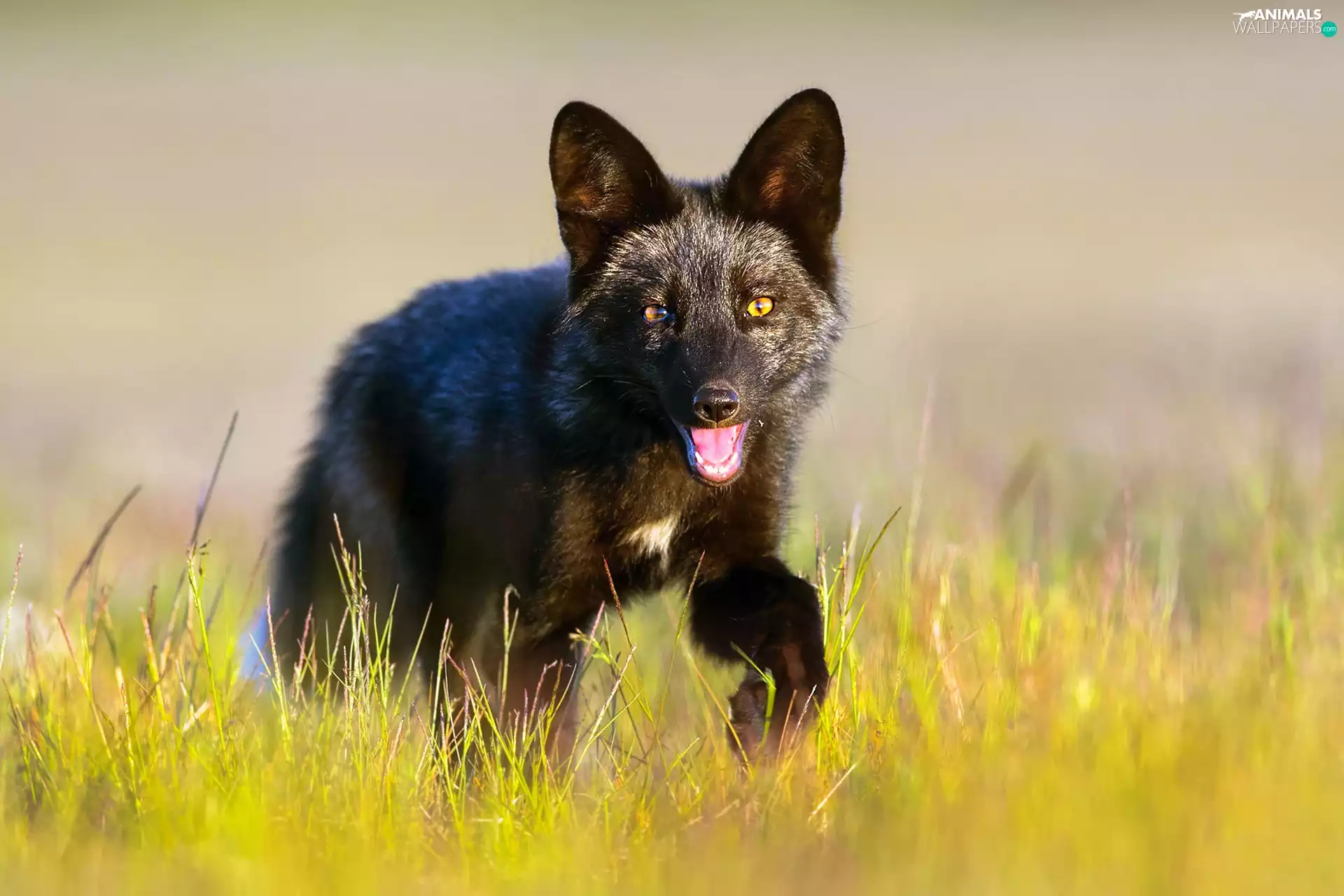 Black, Meadow, grass, Fox