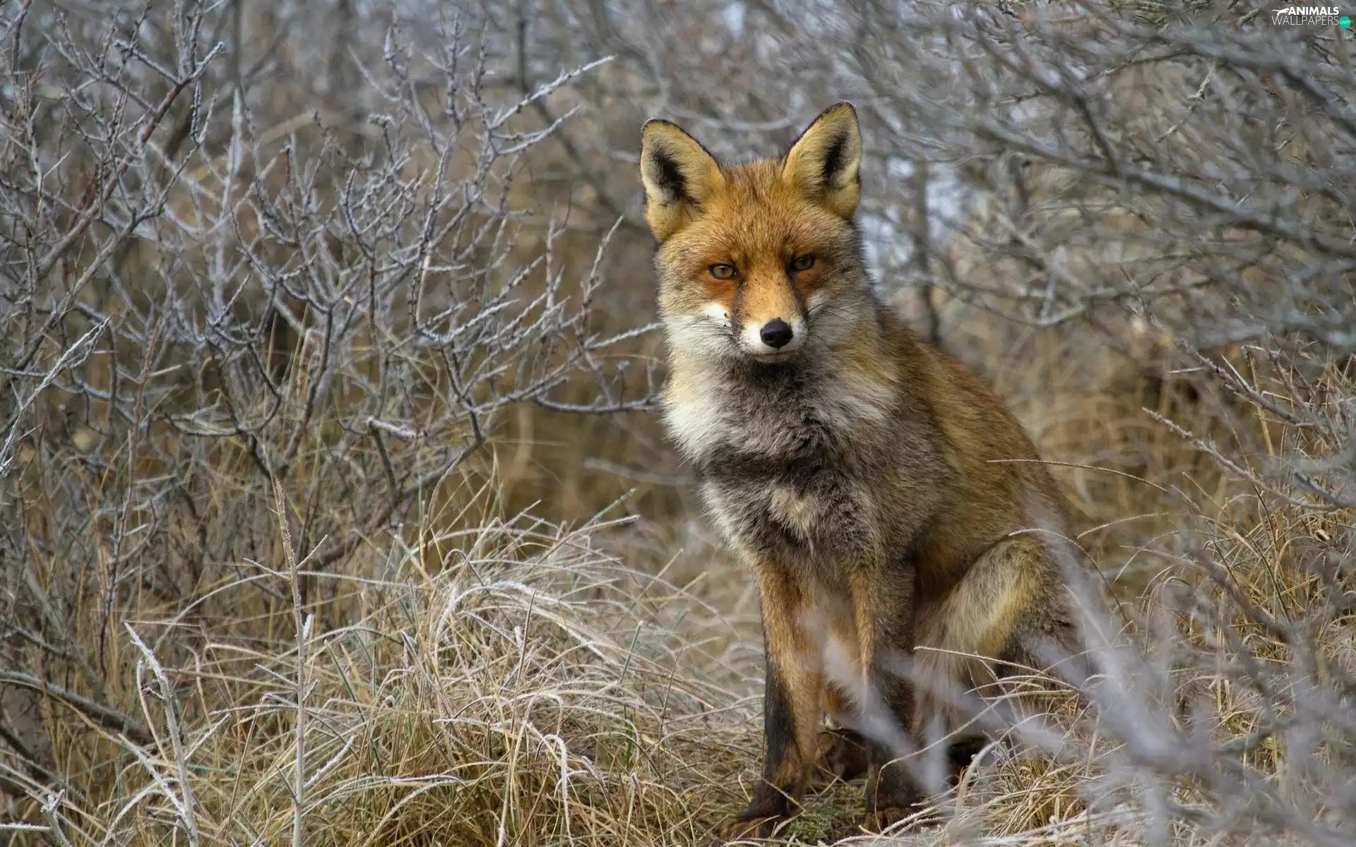 branch pics, sitter, Fox