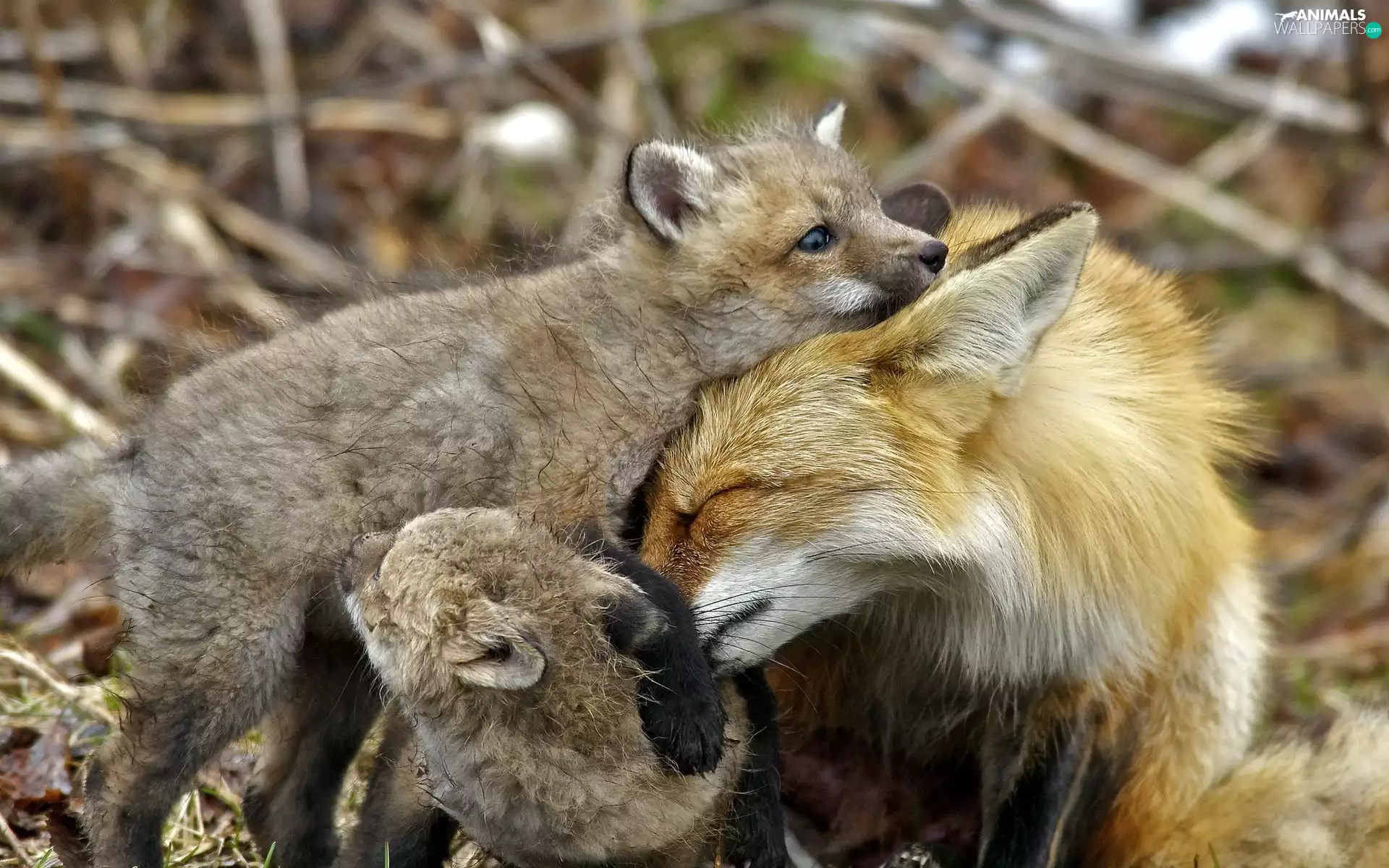 fox, Family