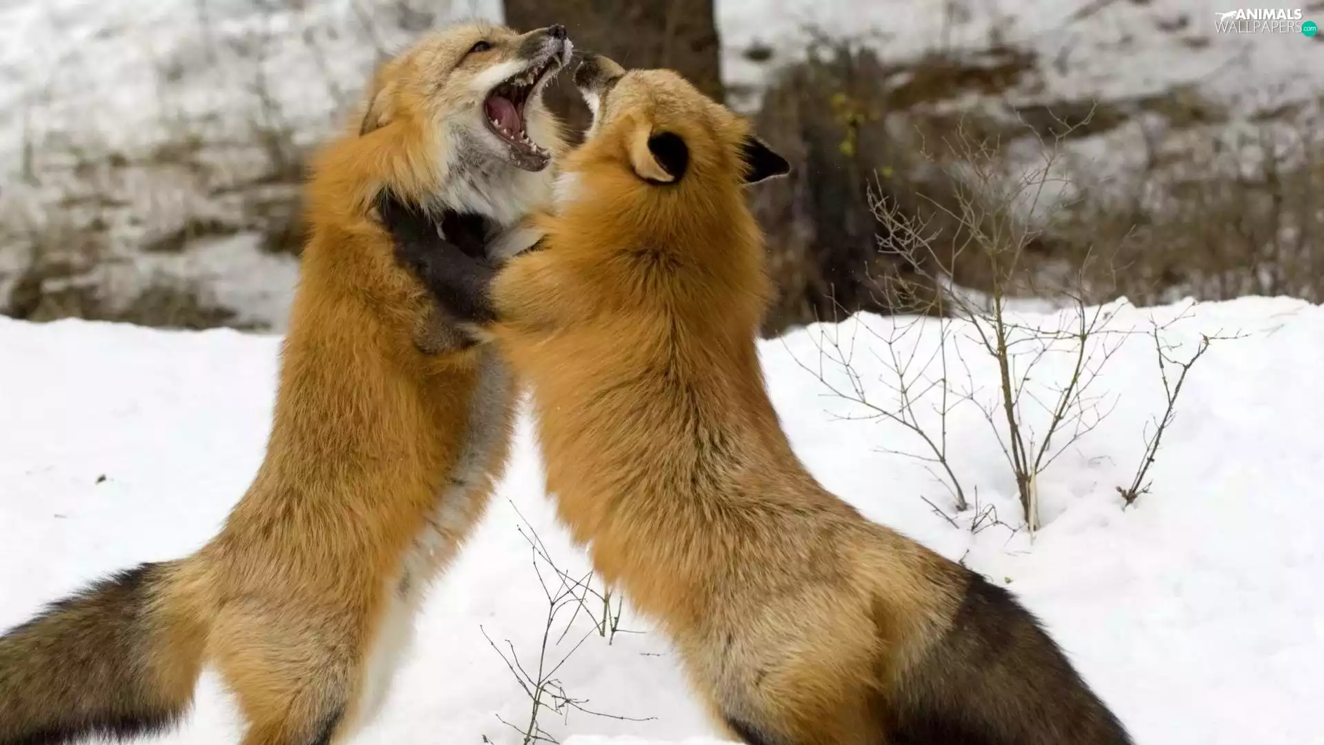 fox, Fight