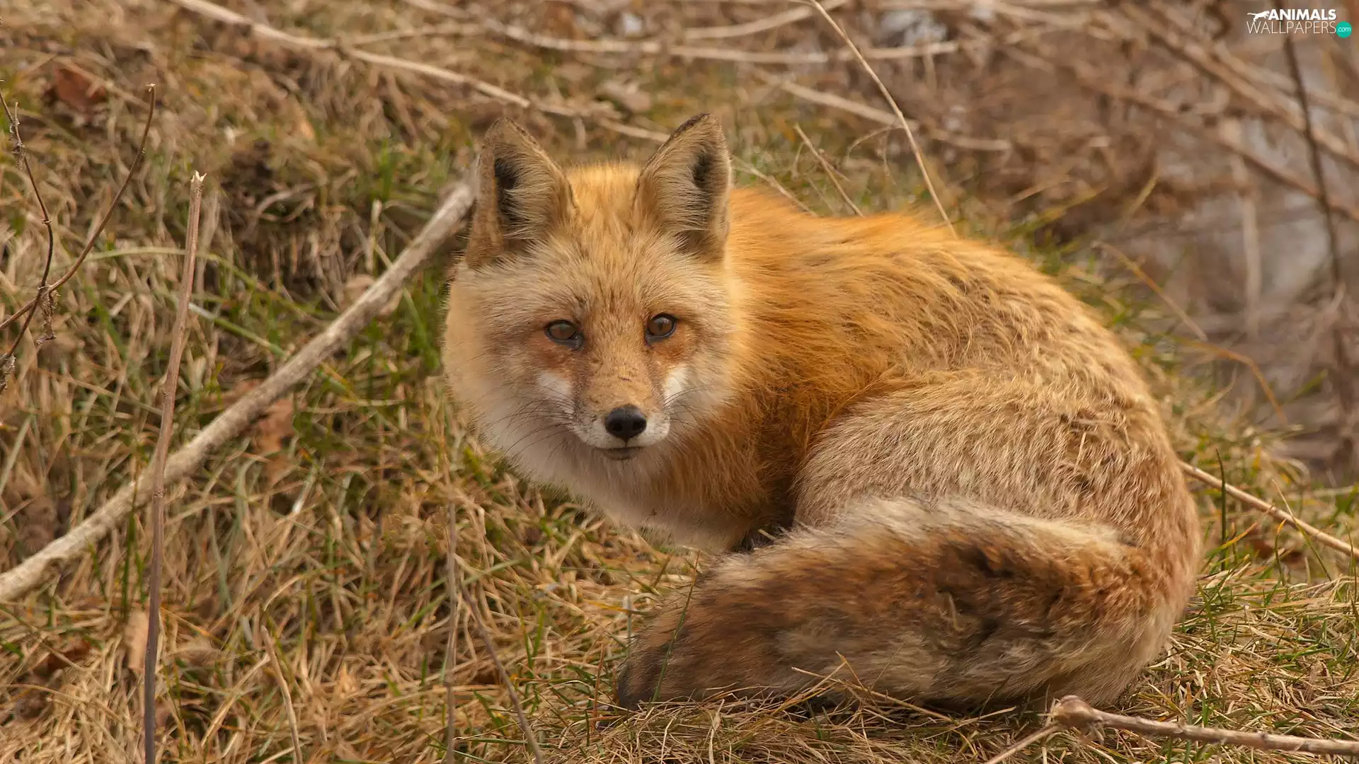 ginger, Meadow, autumn, fox