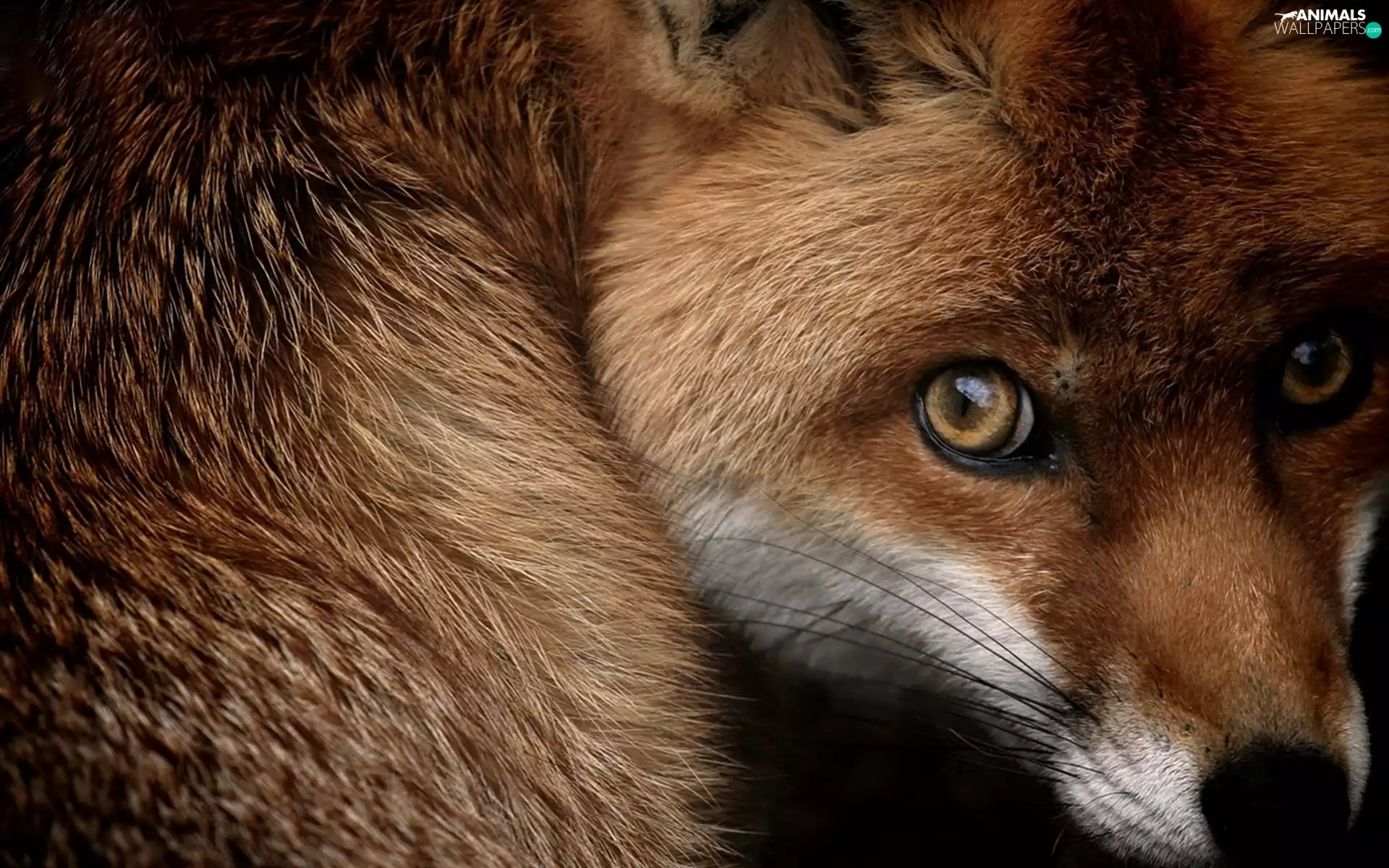 Eyes, The look, Fox, mouth, ginger